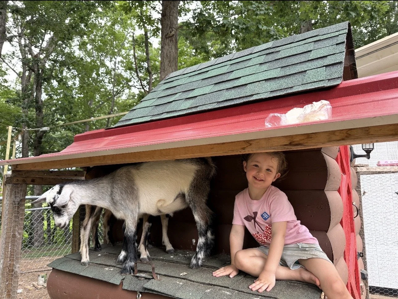 A young girl sitting inside a goat is standing underneath a small barn with a green shingled roof in a backyard with trees. The girl is smiling and wearing a pink t-shirt and gray shorts.
