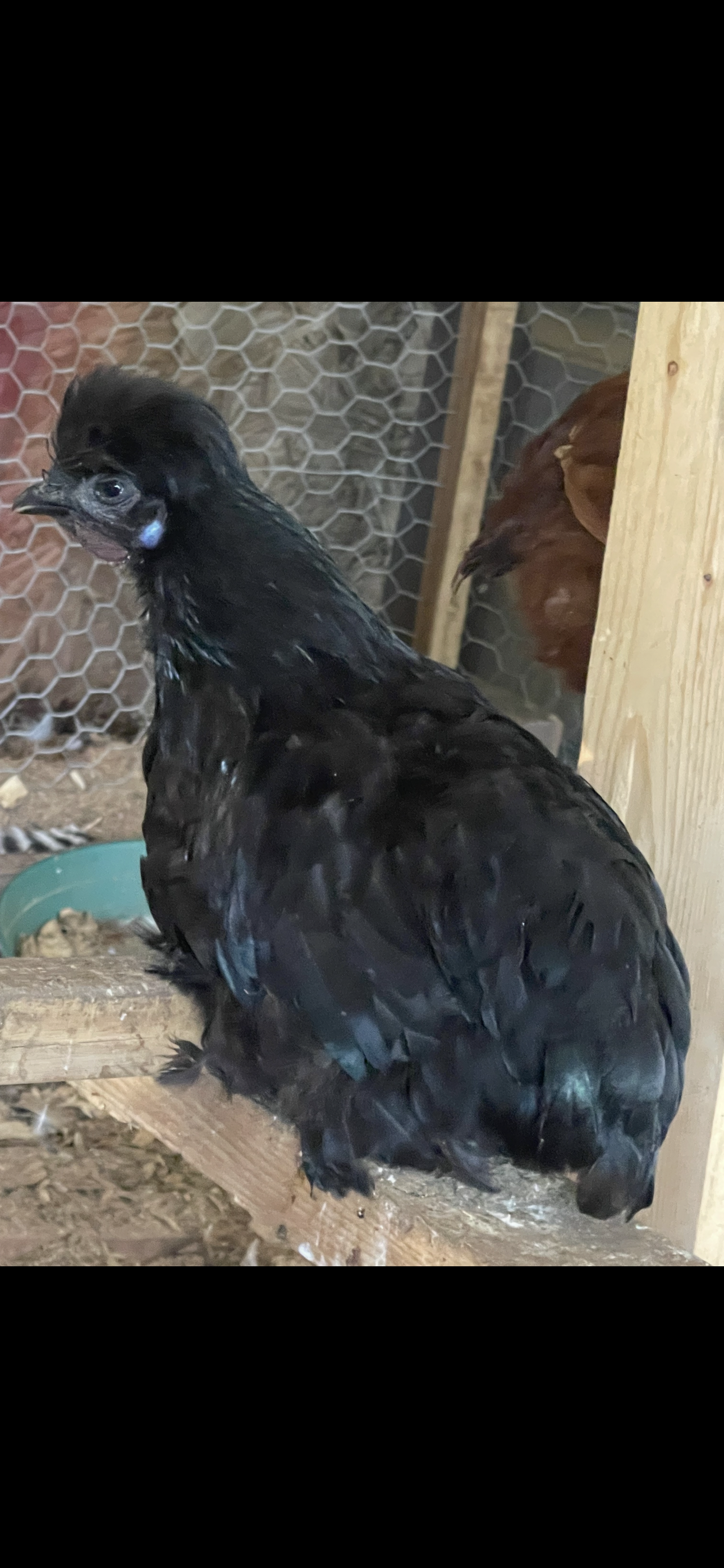 A black chicken perched on a wooden bar inside a chicken coop with wire mesh in the background.
