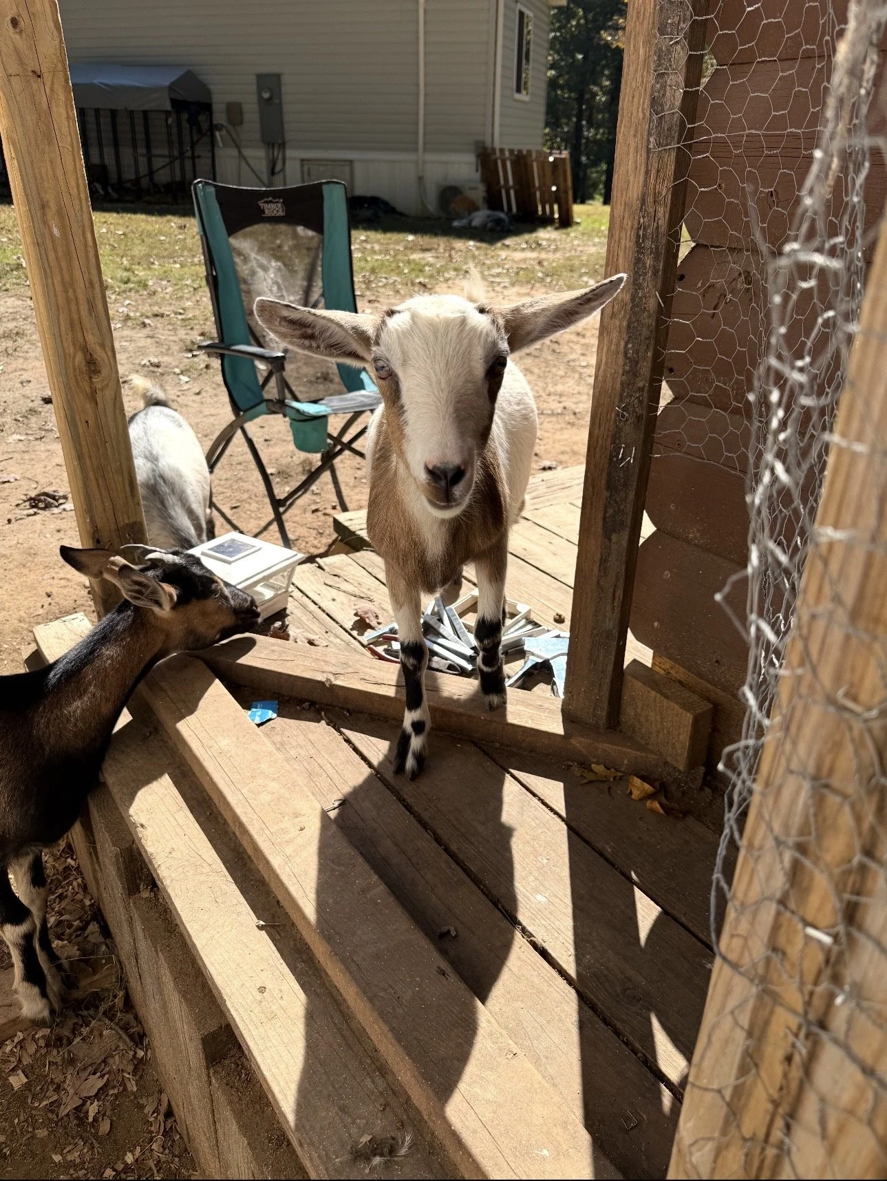 A goat standing on a wooden platform outdoors in daylight, with another smaller goat nearby, inside a fenced enclosure, with a chair and a house in the background.