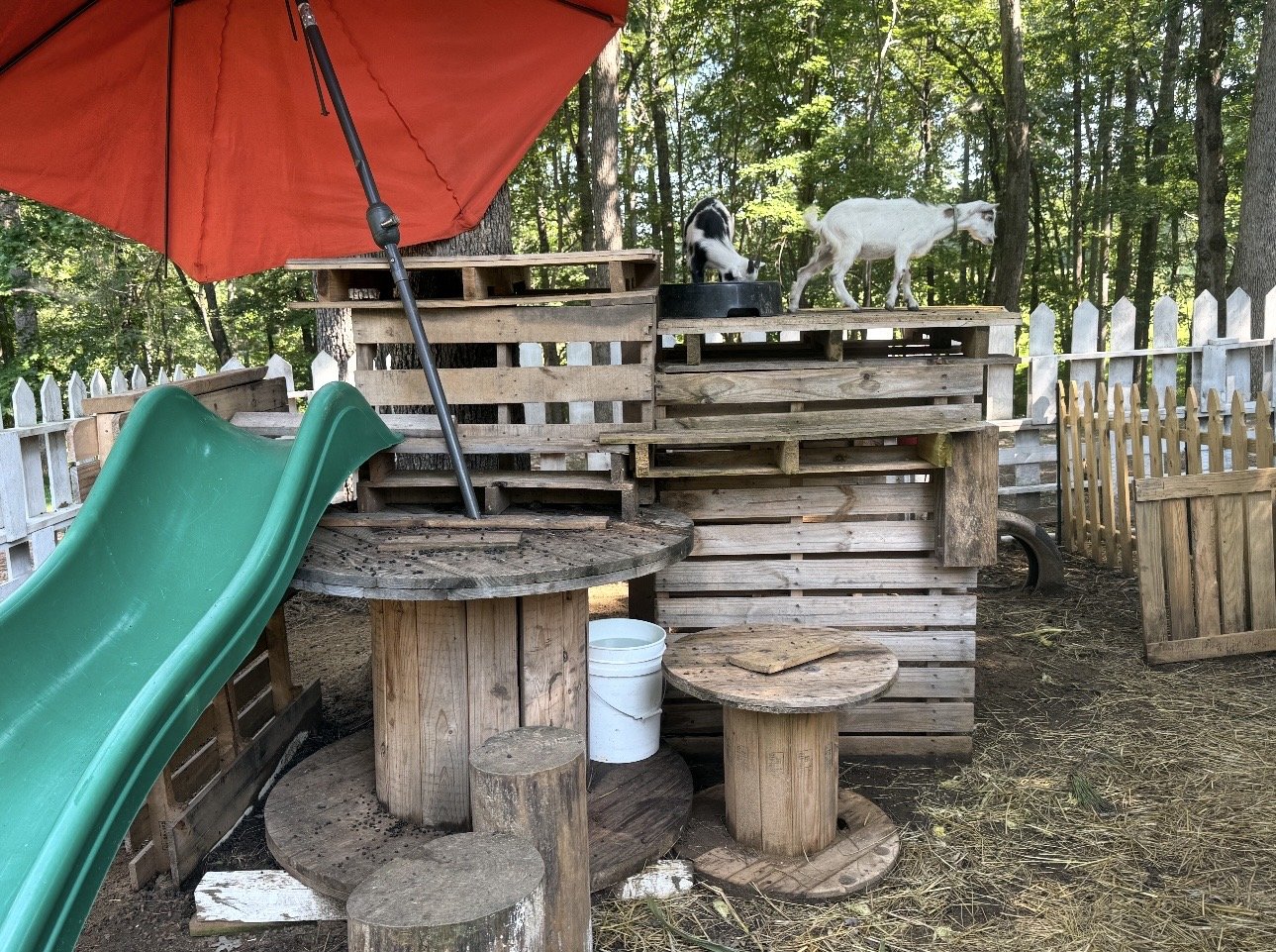 Dog playground area with wooden structures, a green slide, a red umbrella, and two dogs walking on a wooden platform in a wooded yard enclosed by a white picket fence.