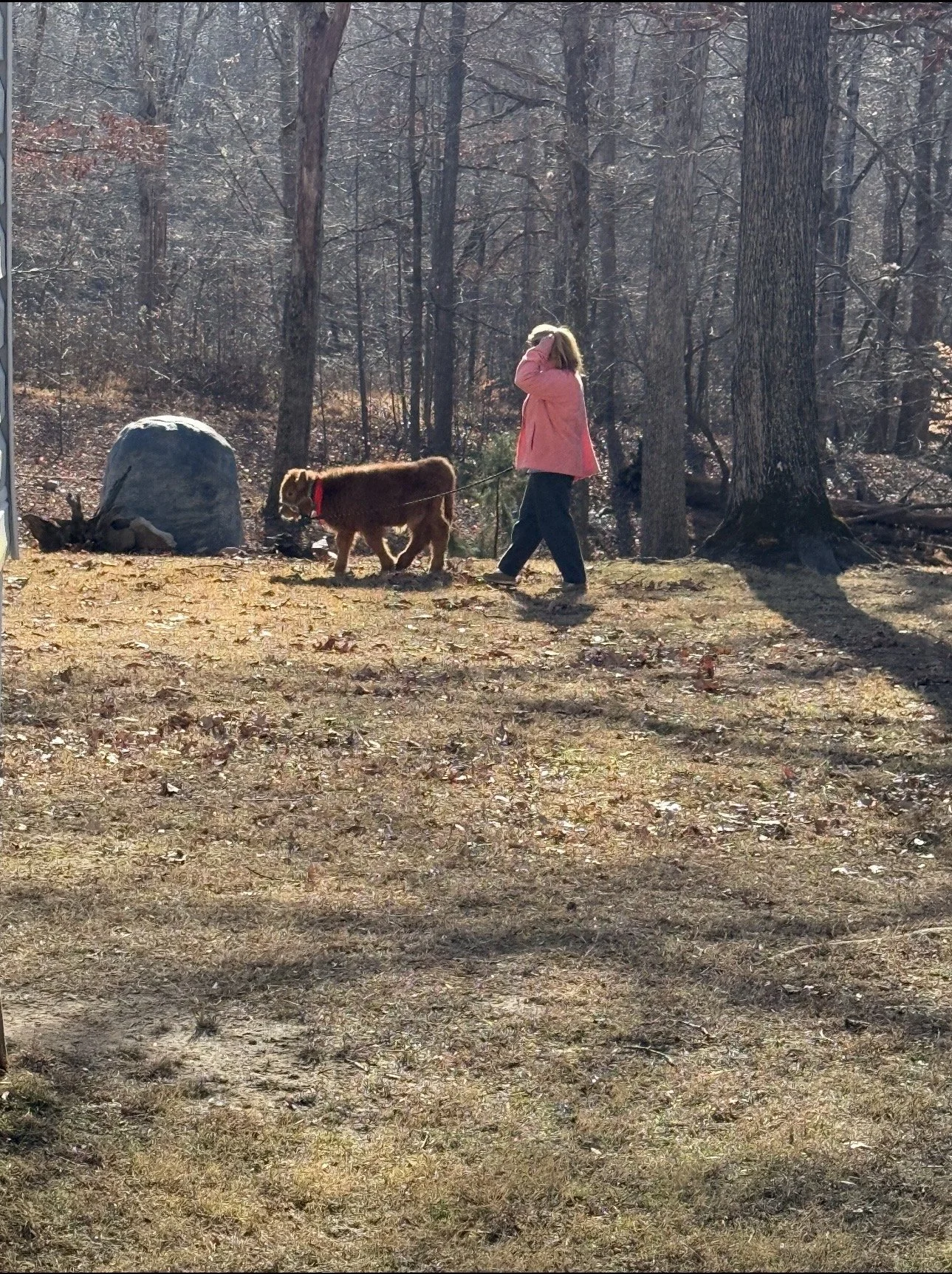 A girl in a pink coat walking a brown dog in a wooded area during the daytime.