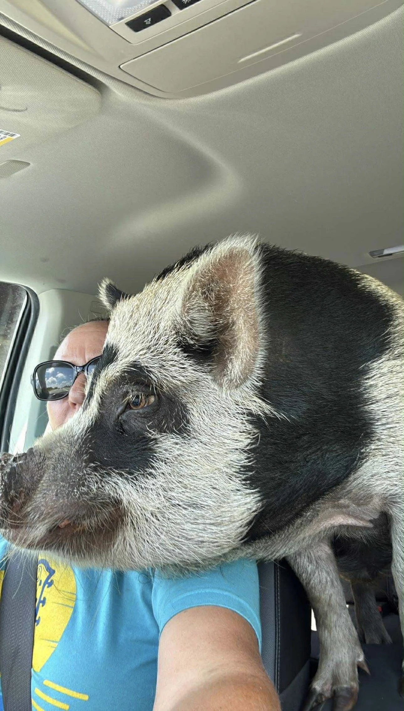 A pig resting on a person's shoulder inside a vehicle.