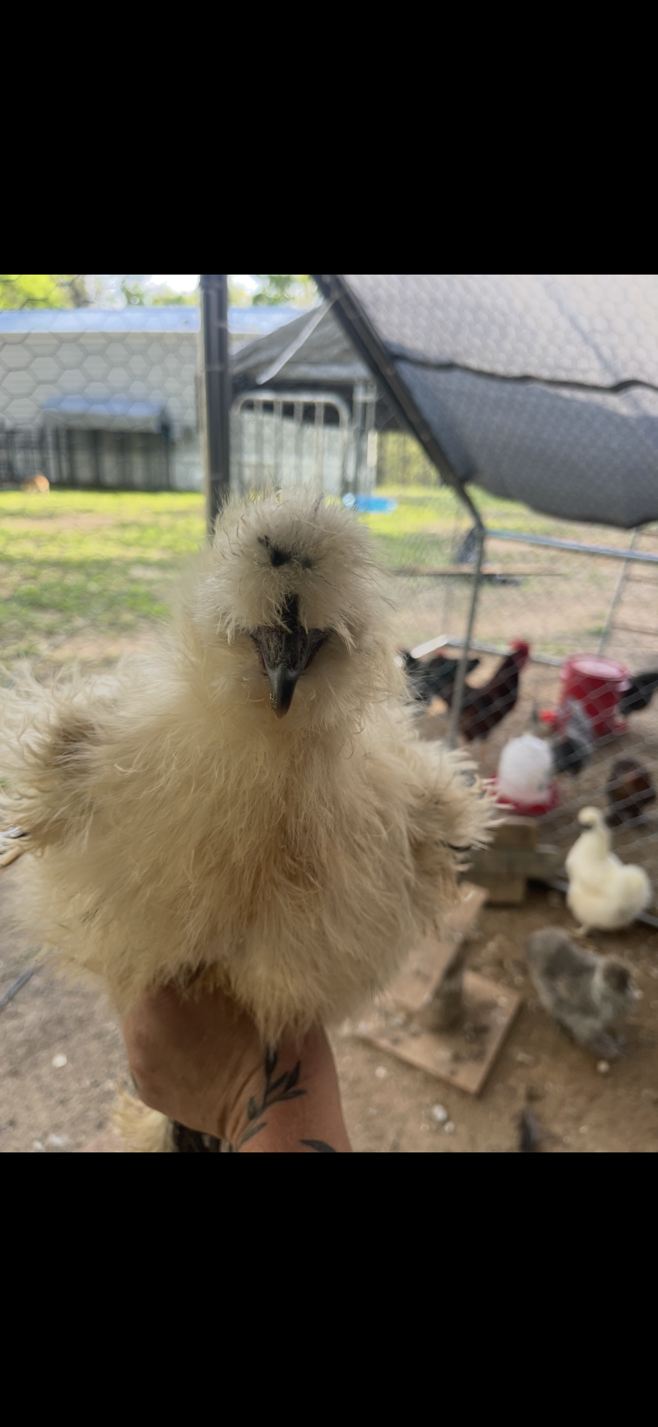 Close-up of a fluffy yellow chick being held by a person's hand in a backyard with a chicken coop and other chickens in the background.
