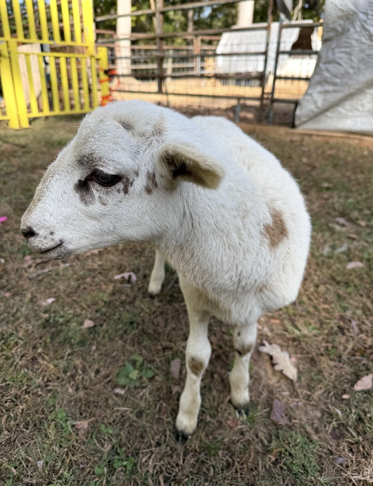 A young white sheep with brown spots standing on grass in a fenced outdoor area.