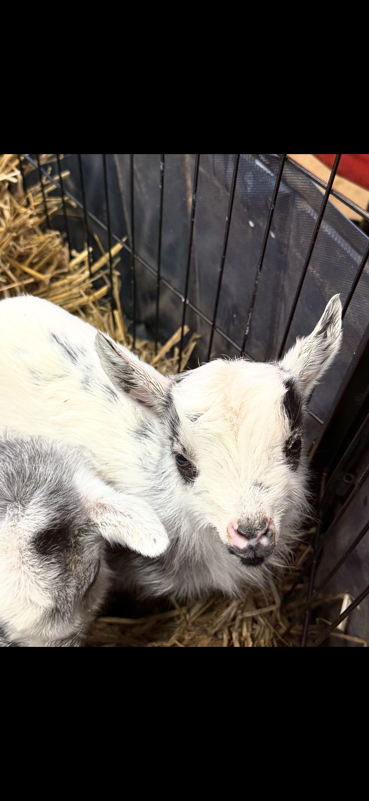 baby goats standing in a fenced area 