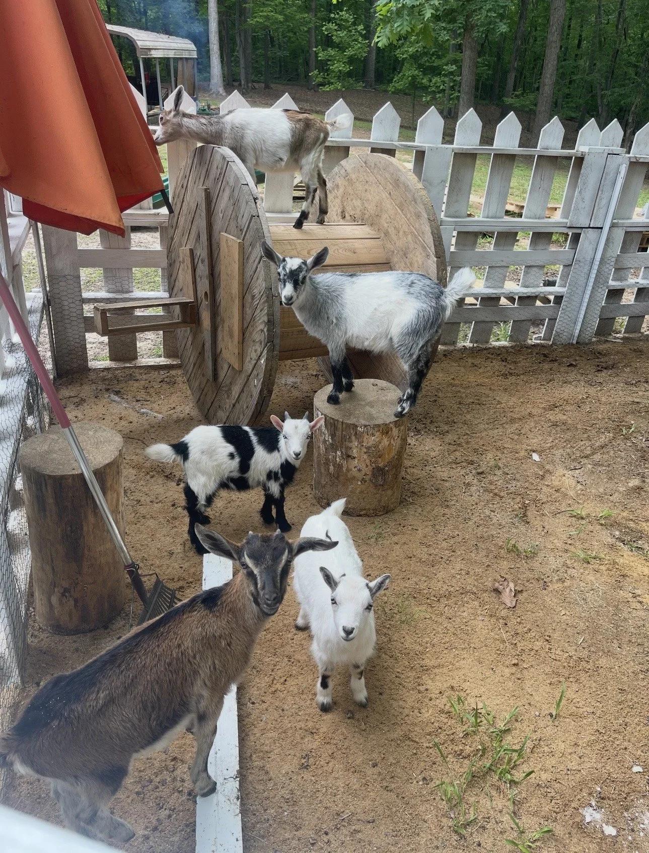Six small goats of various colors inside a fenced area with dirt ground and outdoor trees, some goats standing on logs and one on a wooden platform.