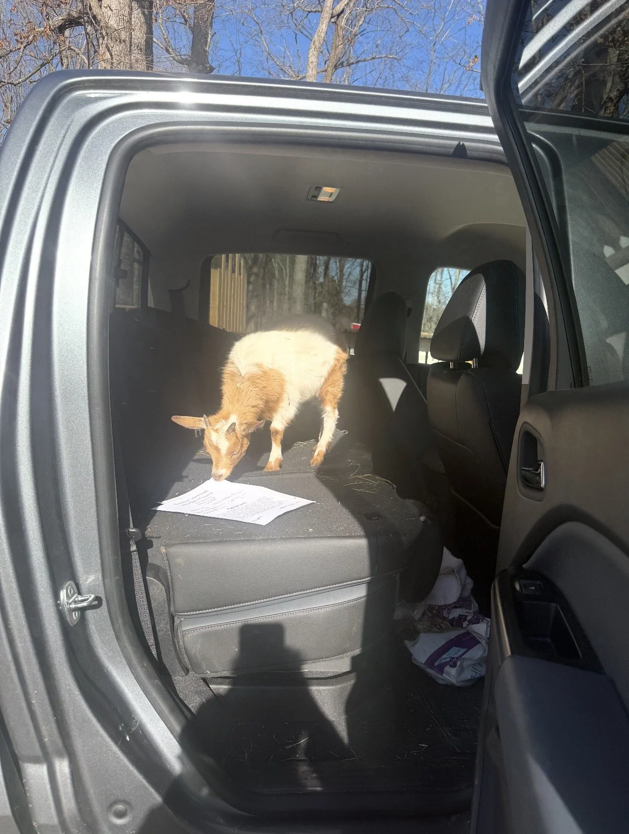 A small goat standing on the back seat of a vehicle, looking at a piece of paper.