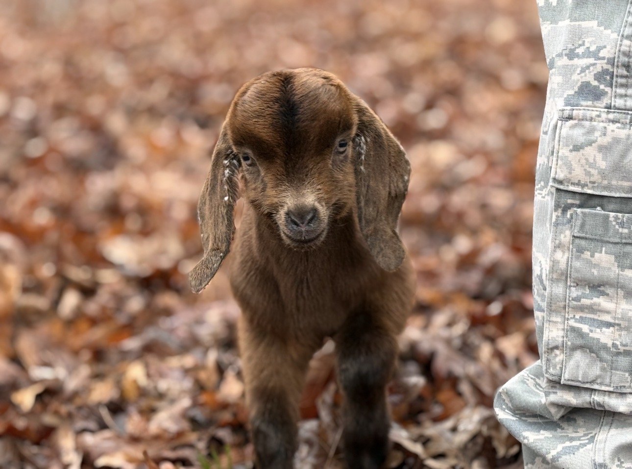 A brown puppy with floppy ears standing on fallen autumn leaves, partially beside a person in camouflage military uniform.