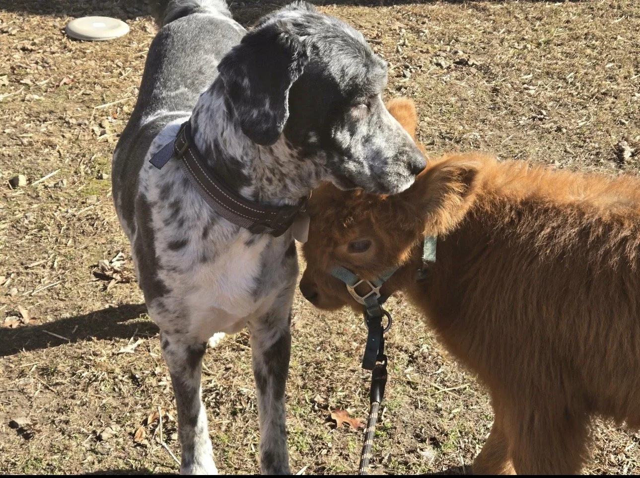 A black and white spotted dog and a small brown fluffy dog touching noses outdoors on a sunny day.