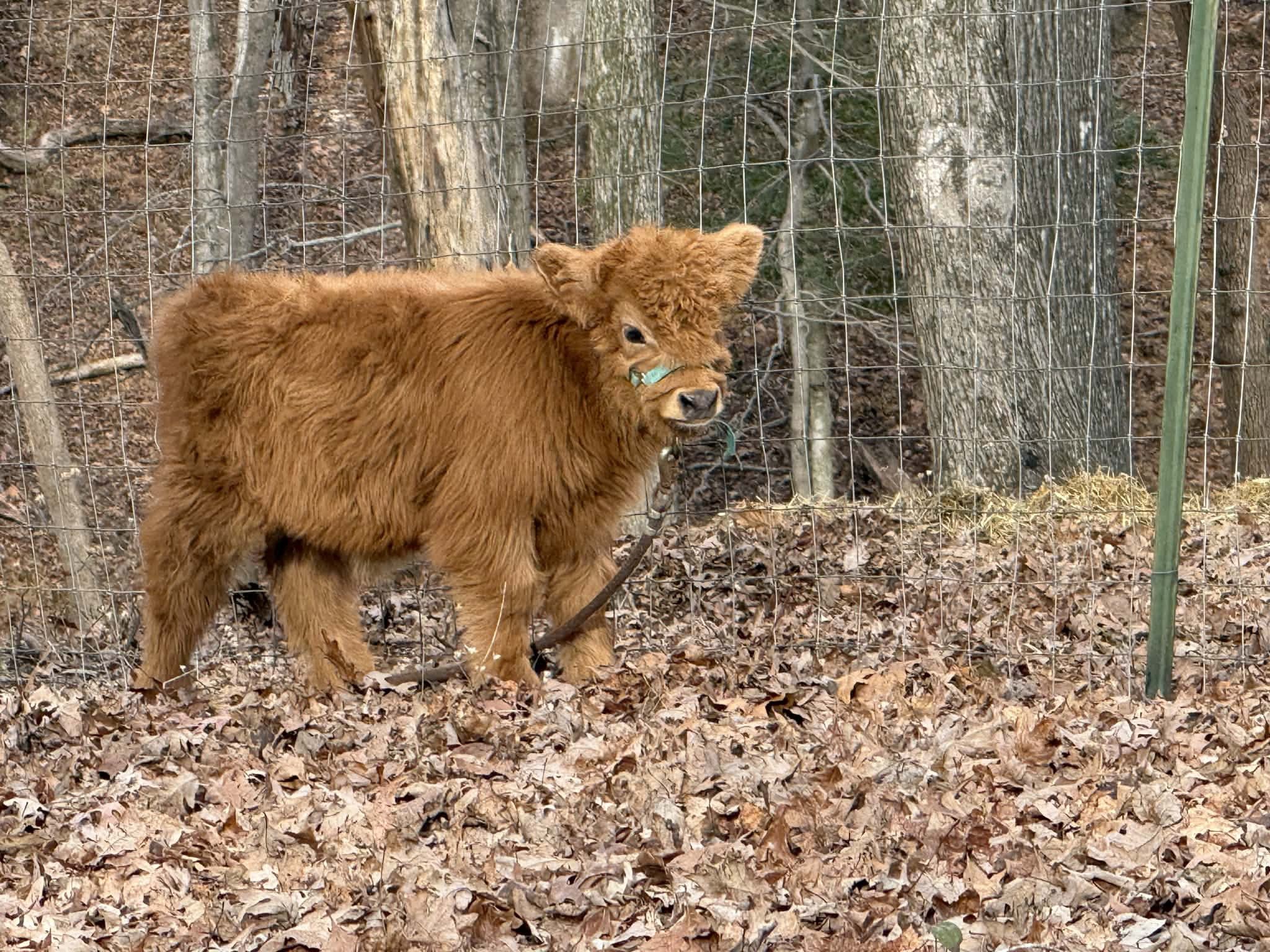 A small brown Highland calf standing on fallen autumn leaves behind a wire fence with trees in the background.