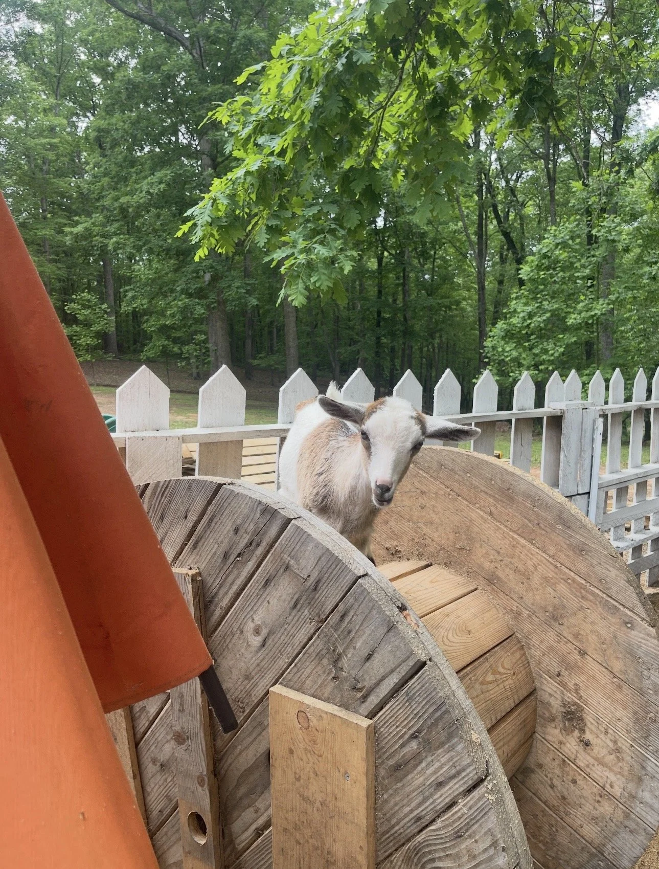 A goat standing behind a wooden spool-shaped structure outdoors with a white picket fence and green trees in the background.