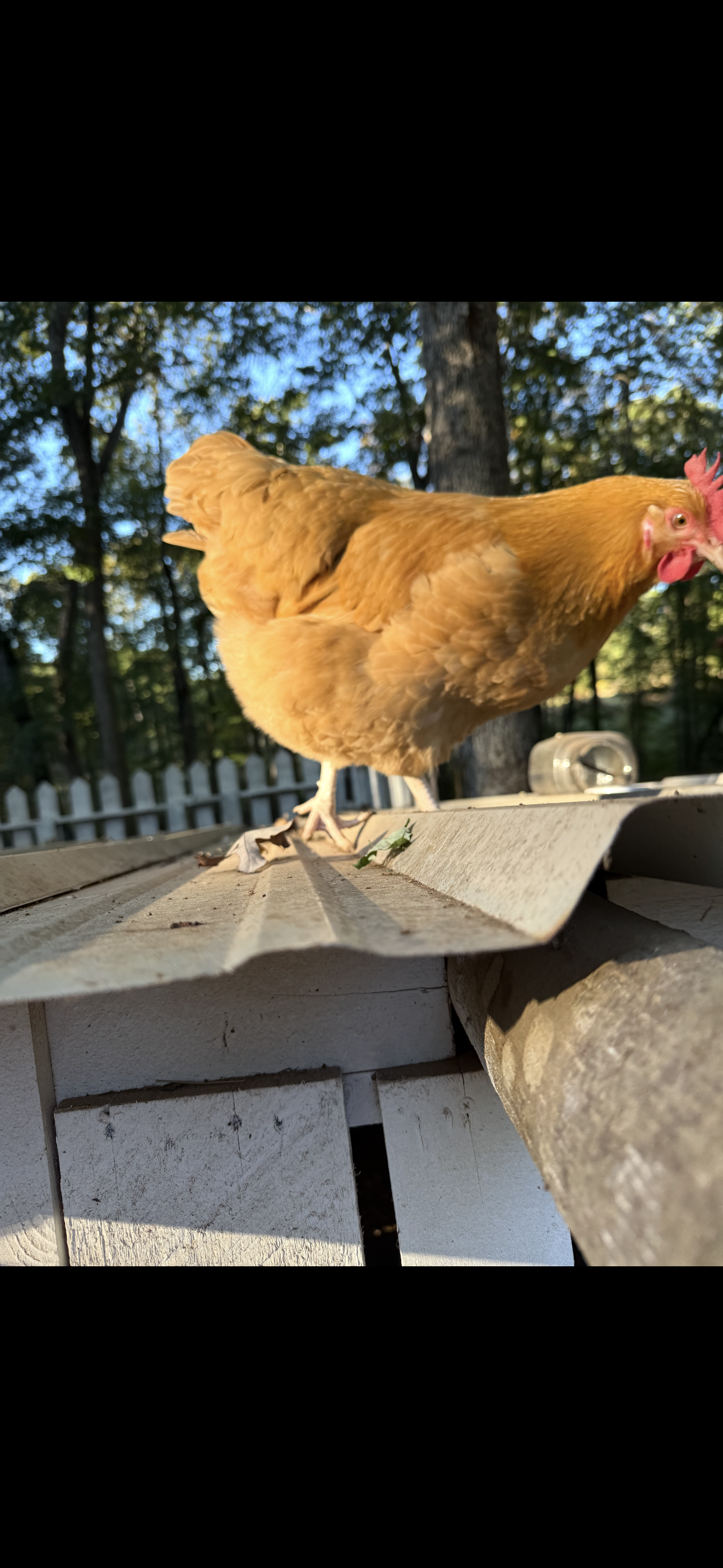 A close-up of a brown chicken standing on a wooden surface outdoors with trees and a white picket fence in the background.