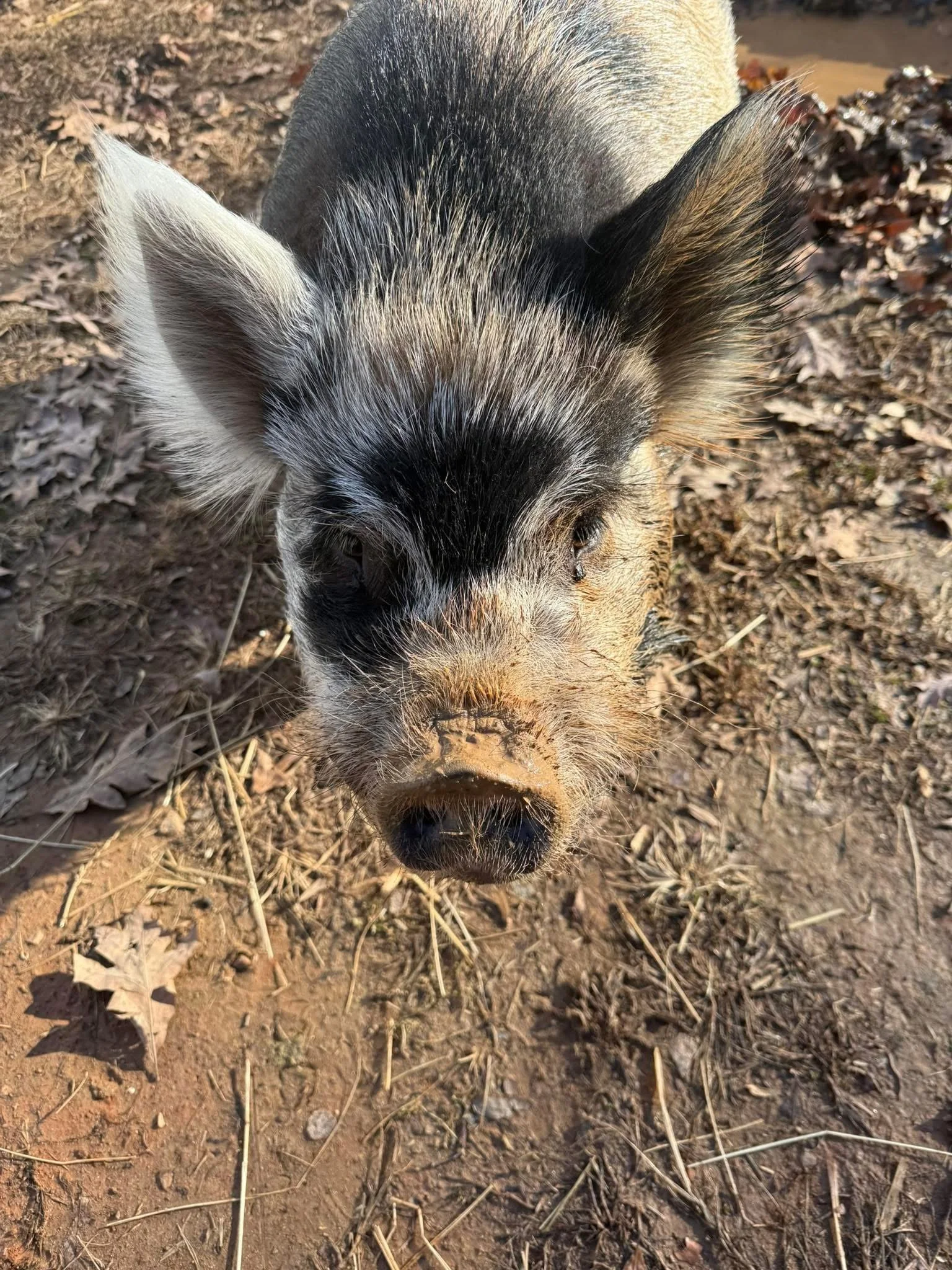 Close-up of a piglet with black and white fur standing on dirt ground with dry leaves.