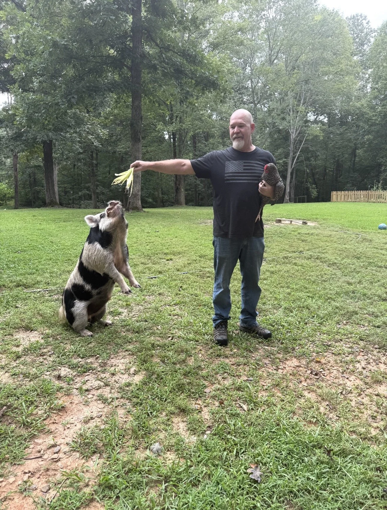 A man with a beard holding a chicken in his left arm and a bunch of corn on the cob in his right hand, offering it to a pig standing on its hind legs and reaching up toward the corn in a grassy backyard with trees in the background.