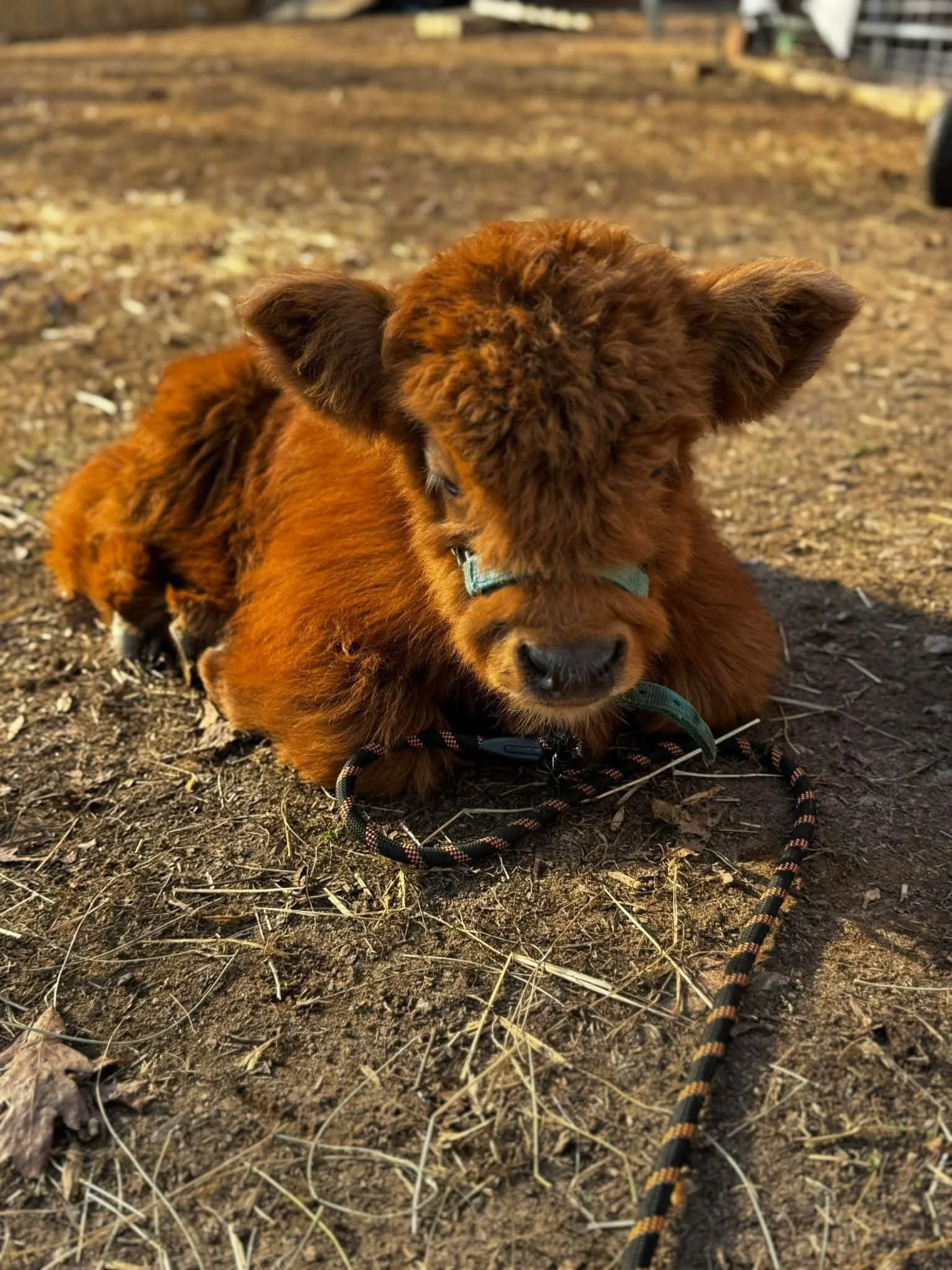 A small brown puppy with fluffy fur and floppy ears lying on the ground outdoors, attached to a black and orange leash.