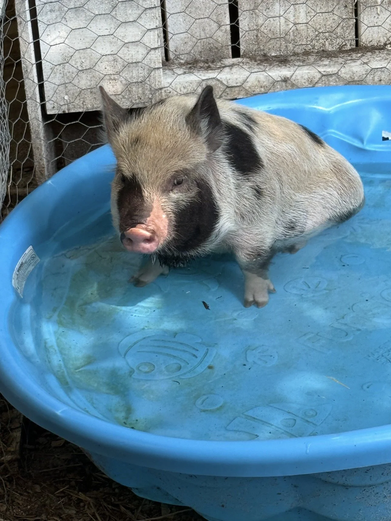 A pig standing in a blue plastic kiddie pool filled with water, outdoors near a wooden fence and chicken wire.