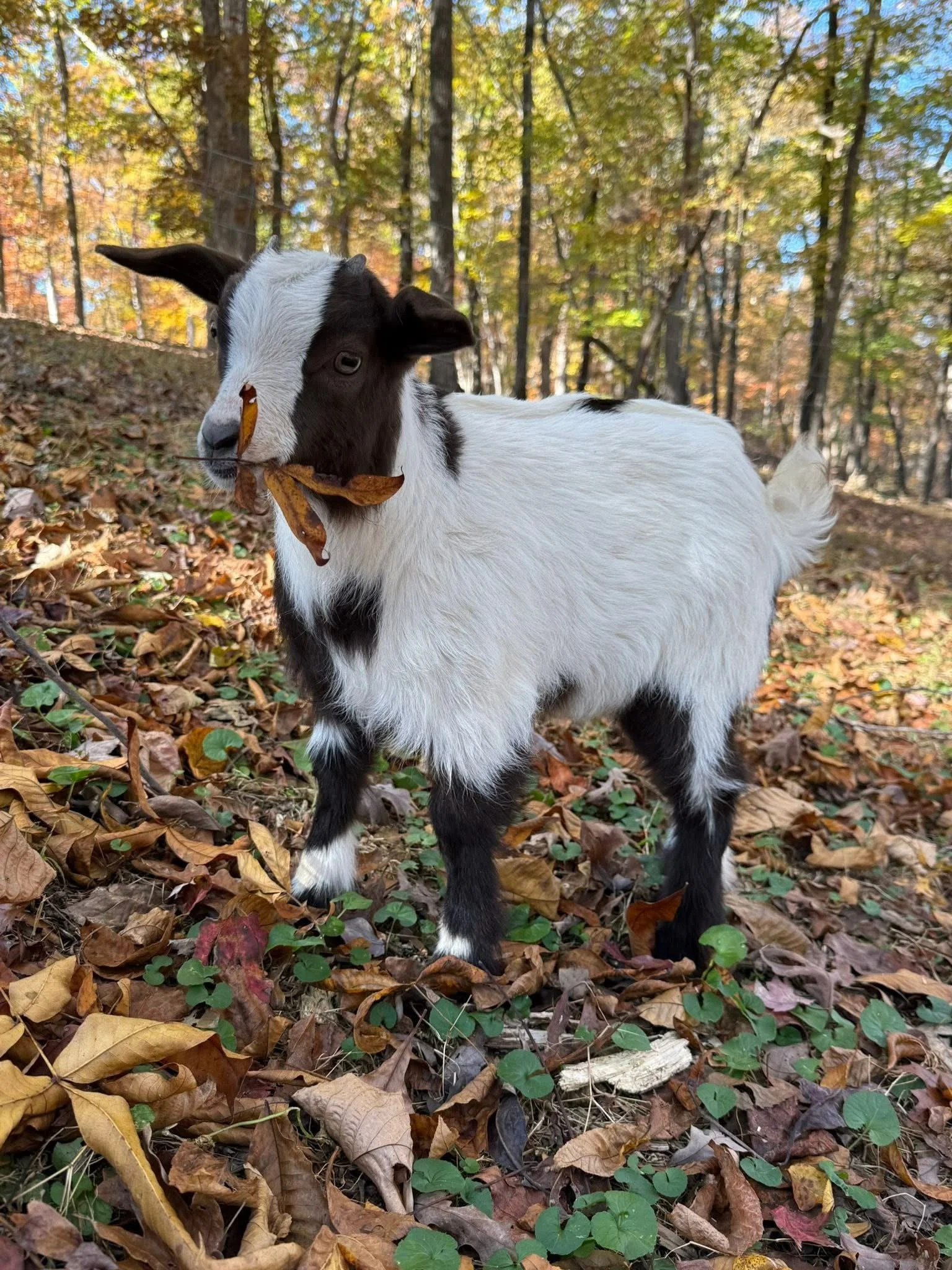 A small goat standing on a leaf-covered forest floor, holding a leaf in its mouth, surrounded by trees with autumn foliage.