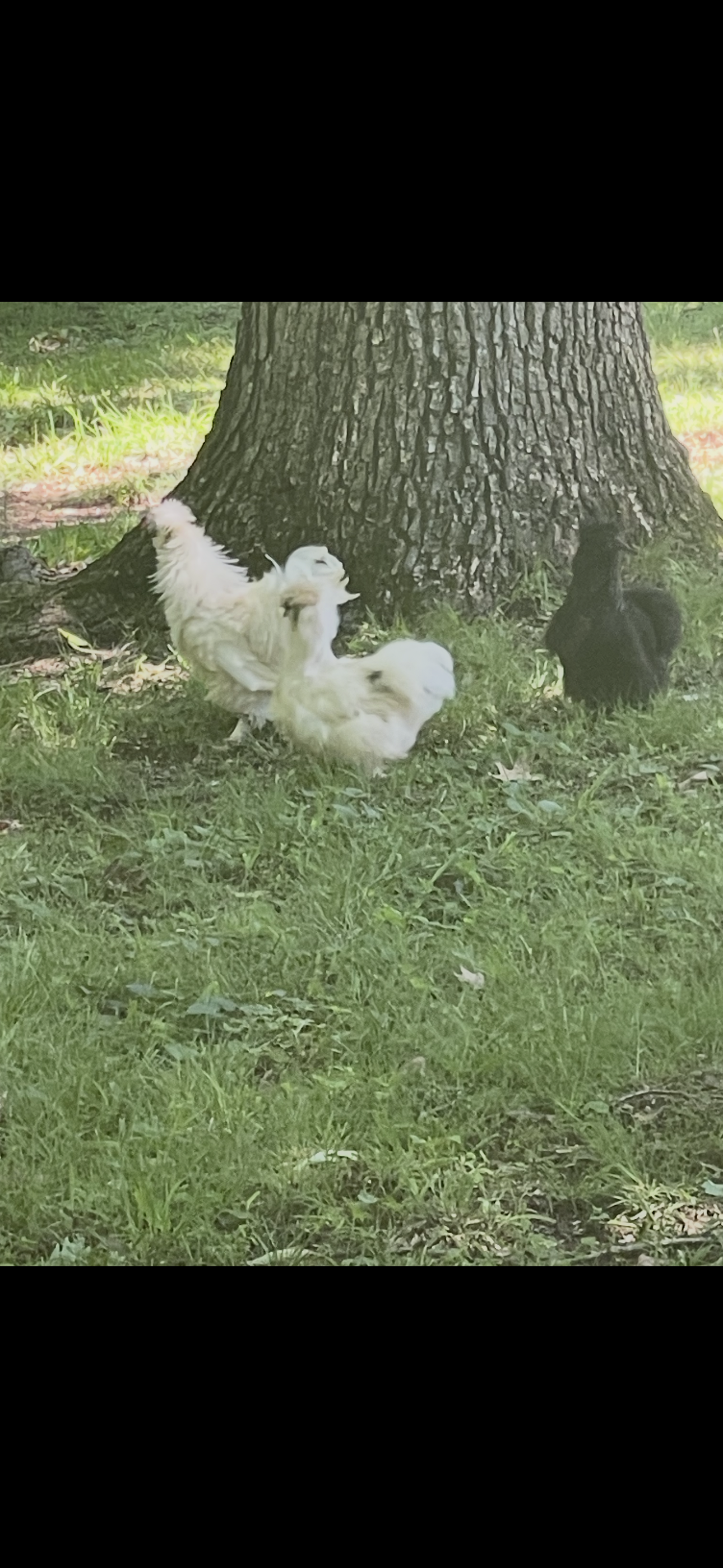 Two fluffy white chickens and a fluffy black chicken near a large tree trunk on a grassy area.