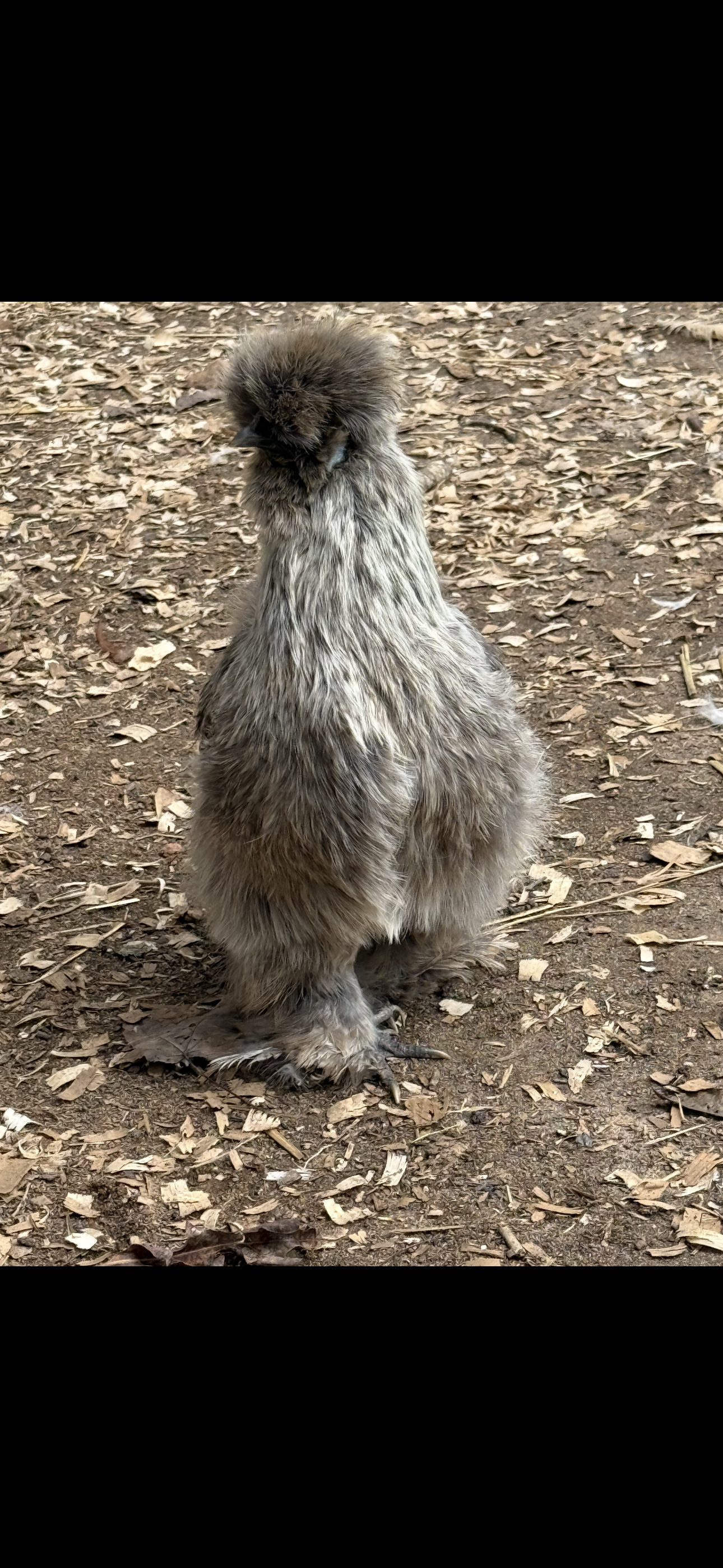 Front view of a fluffy brown and gray bird standing on dirt ground covered with dry leaves.