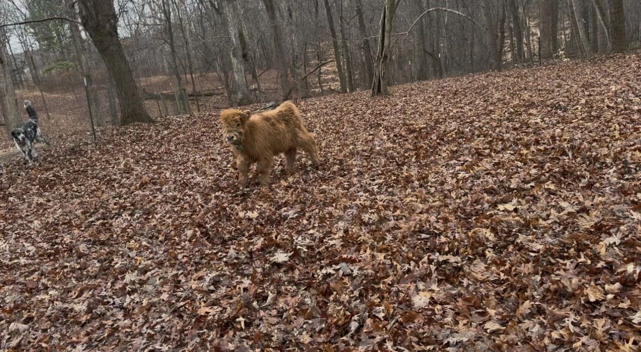 A Scottish Highland cow standing on a leaf-covered forest floor with trees in the background, and a dog in the distance.