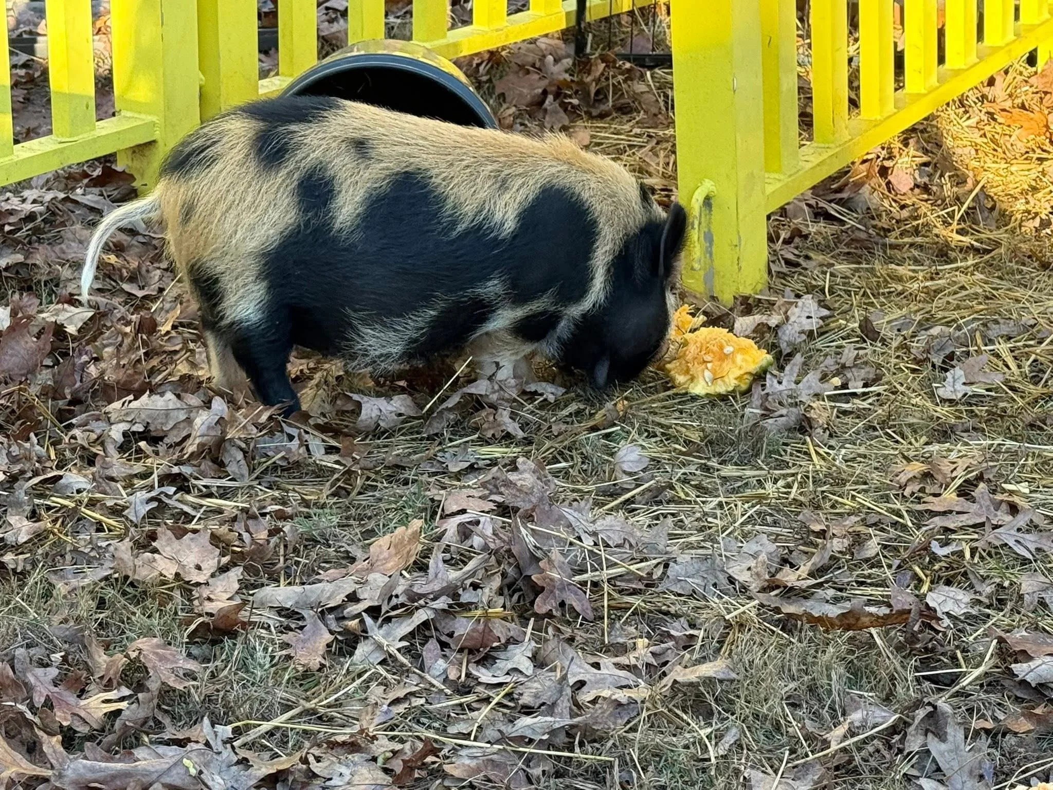 A piglet with black and tan markings sniffing at a yellow flower on the ground, near a yellow fence, surrounded by dry leaves and hay.
