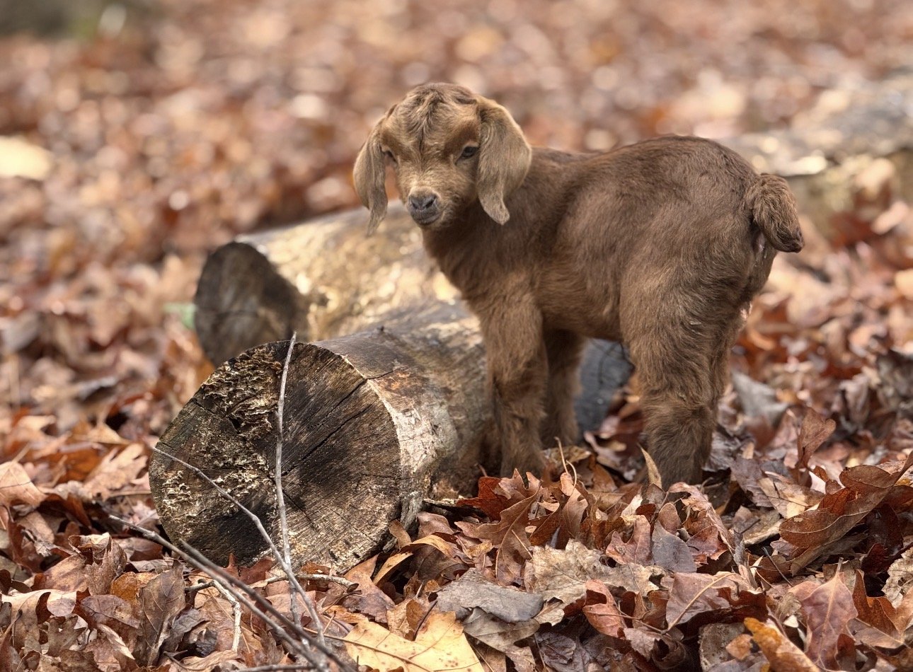 A young brown dog standing on a log in a forest with fallen autumn leaves.