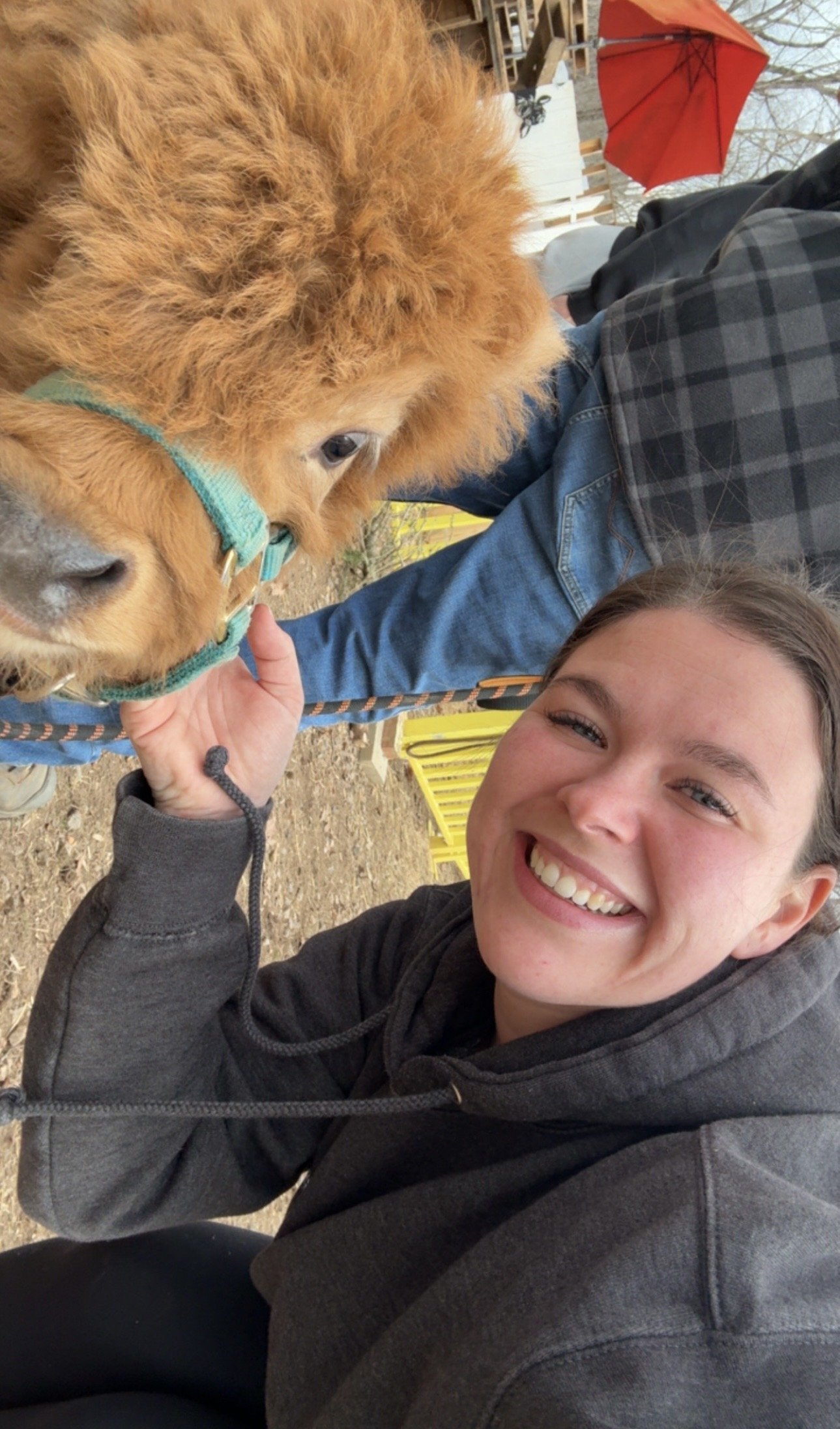 A woman smiling and petting a brown alpaca with a green halter.