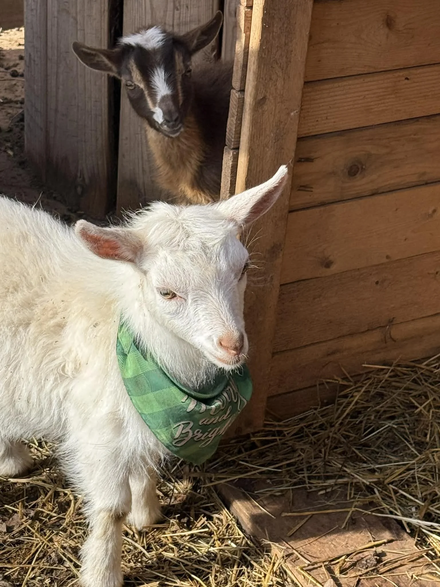 A white baby goat with a green bandana around its neck, standing on straw inside a wooden enclosure, looking slightly to the side with one eye partially closed. In the background, a brown and black baby goat is peeking out from a wooden shelter.