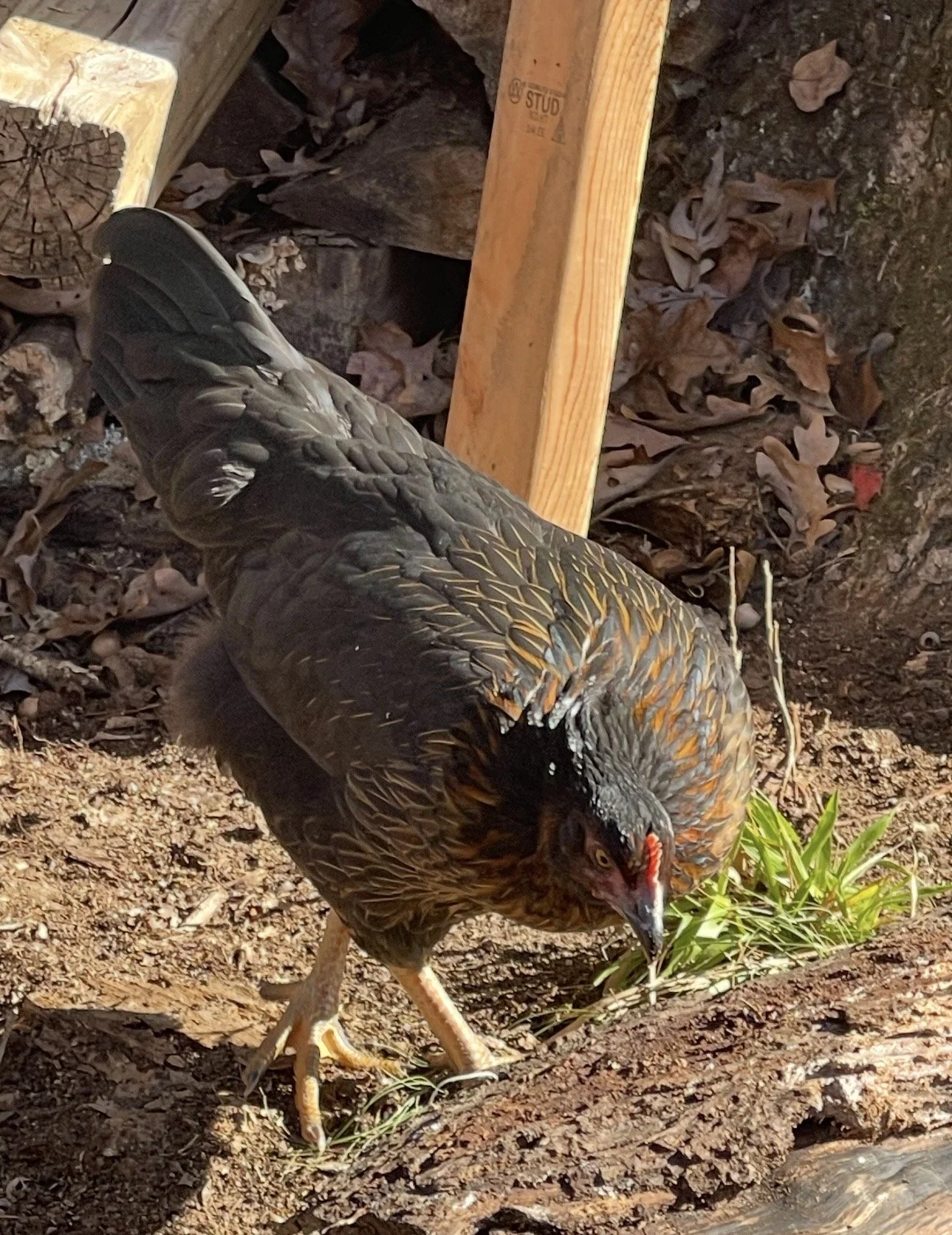 A chicken with dark feathers and a red comb, pecking at the ground near some green grass, on a dirt surface with some logs and wooden support beams nearby.
