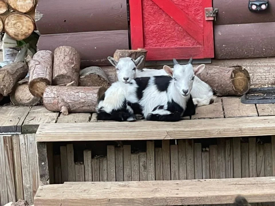 Two young goats resting on a wooden porch next to a stack of chopped firewood and a red door.