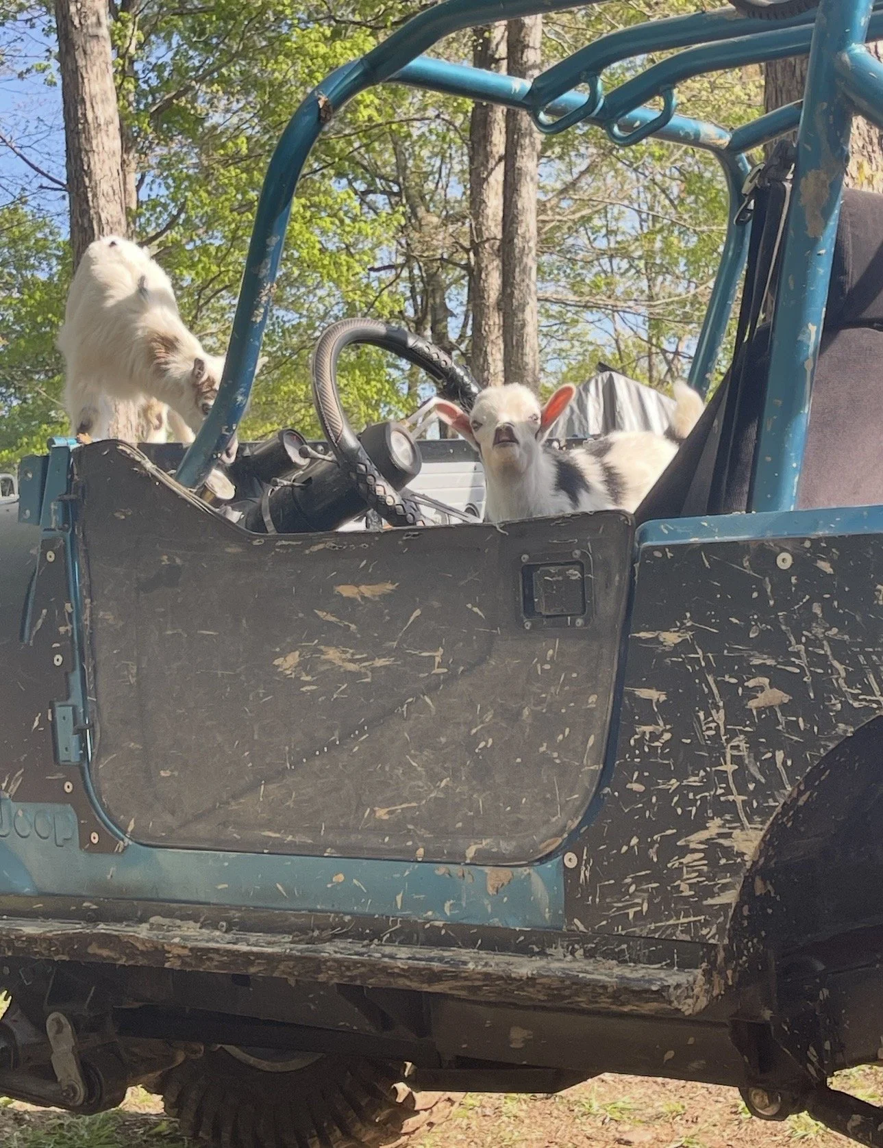 Three baby goats in an off-road vehicle parked in a wooded area, with trees and green foliage in the background.