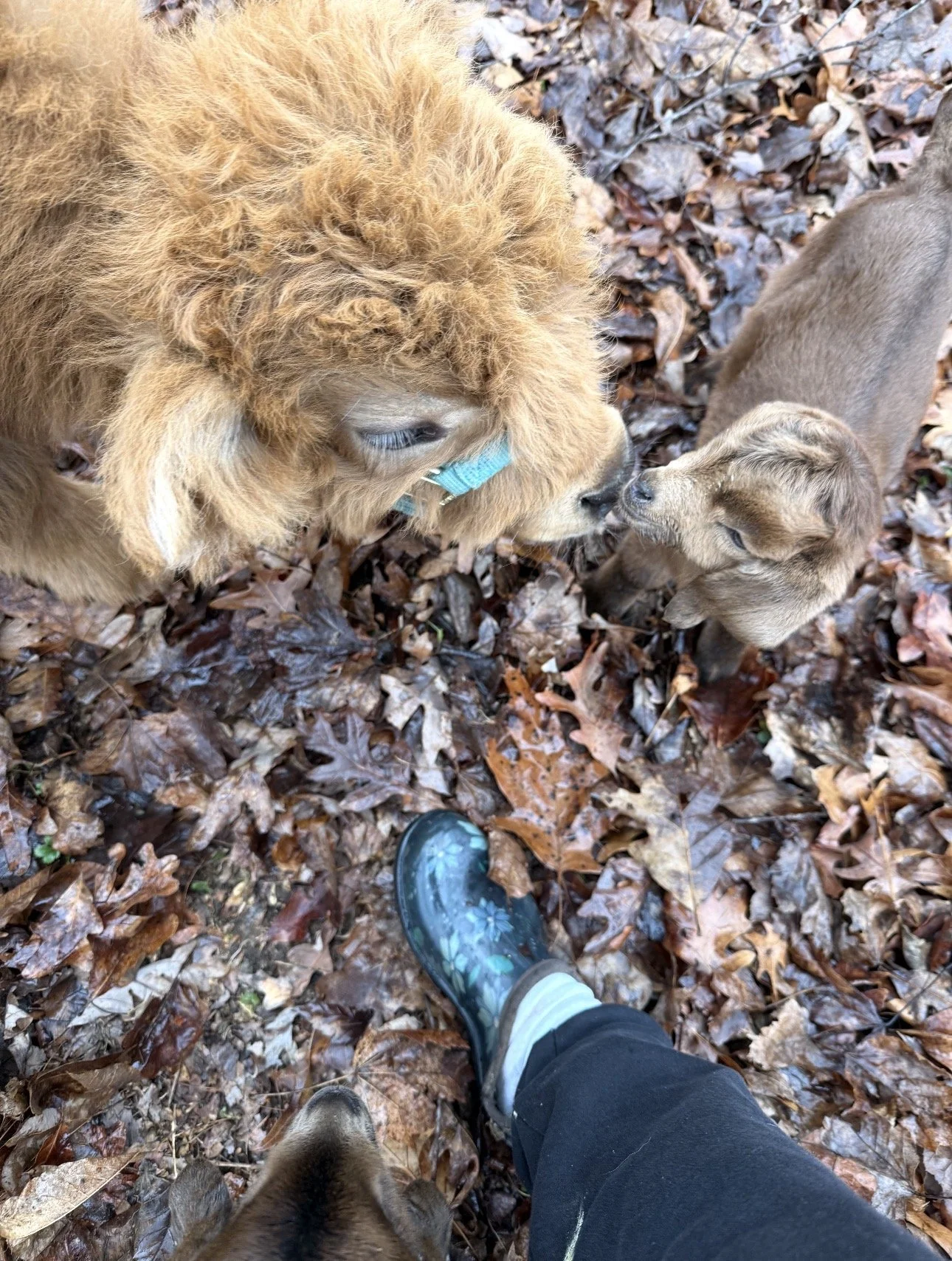 Person in black pants and floral rain boots standing among brown fallen leaves, with a golden retriever puppy and a smaller dog nose-to-nose, and part of a cat's head visible at the bottom.