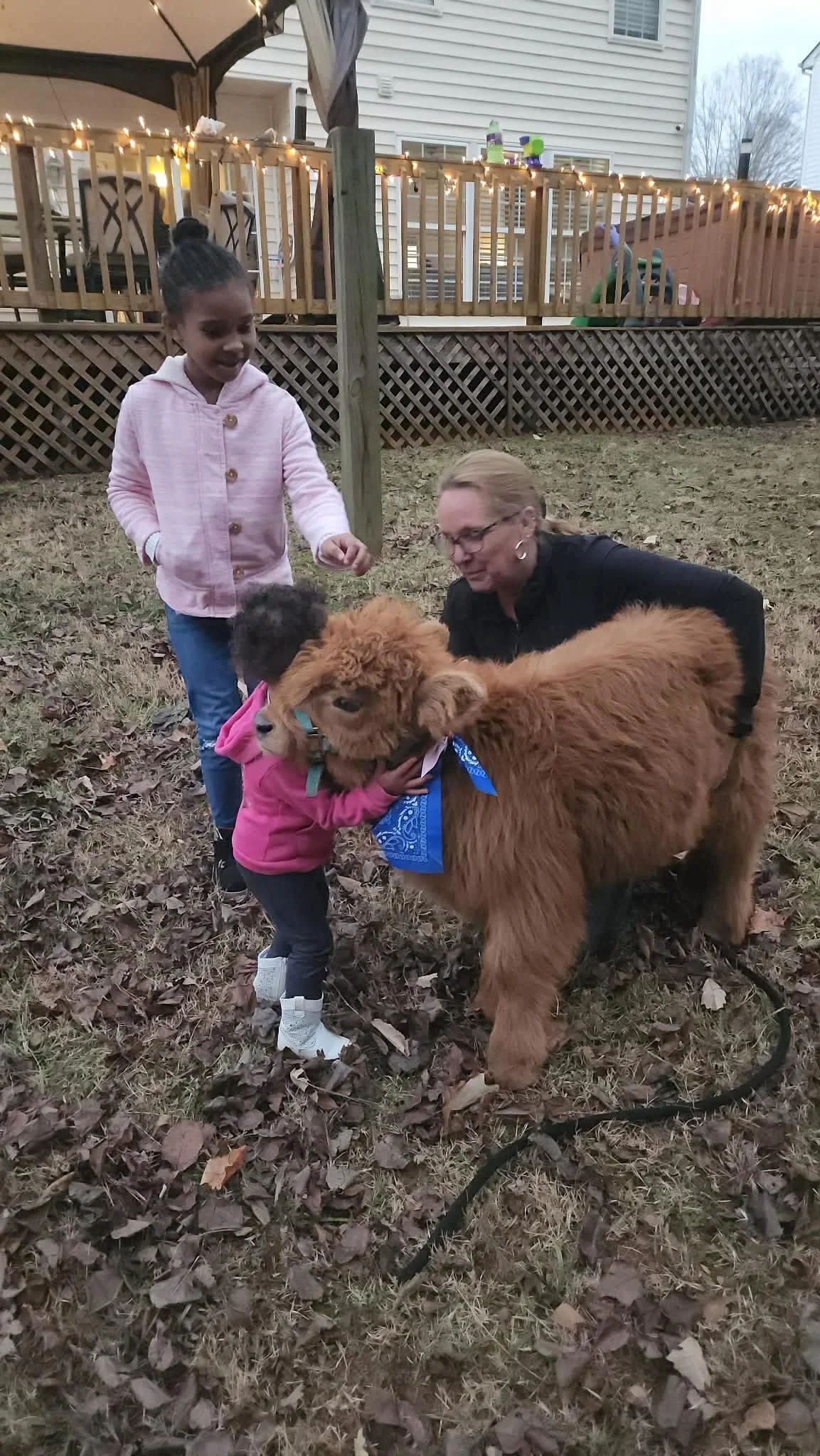 Two young children and an adult woman petting a fluffy brown calf in a backyard with a deck and string lights in the background.