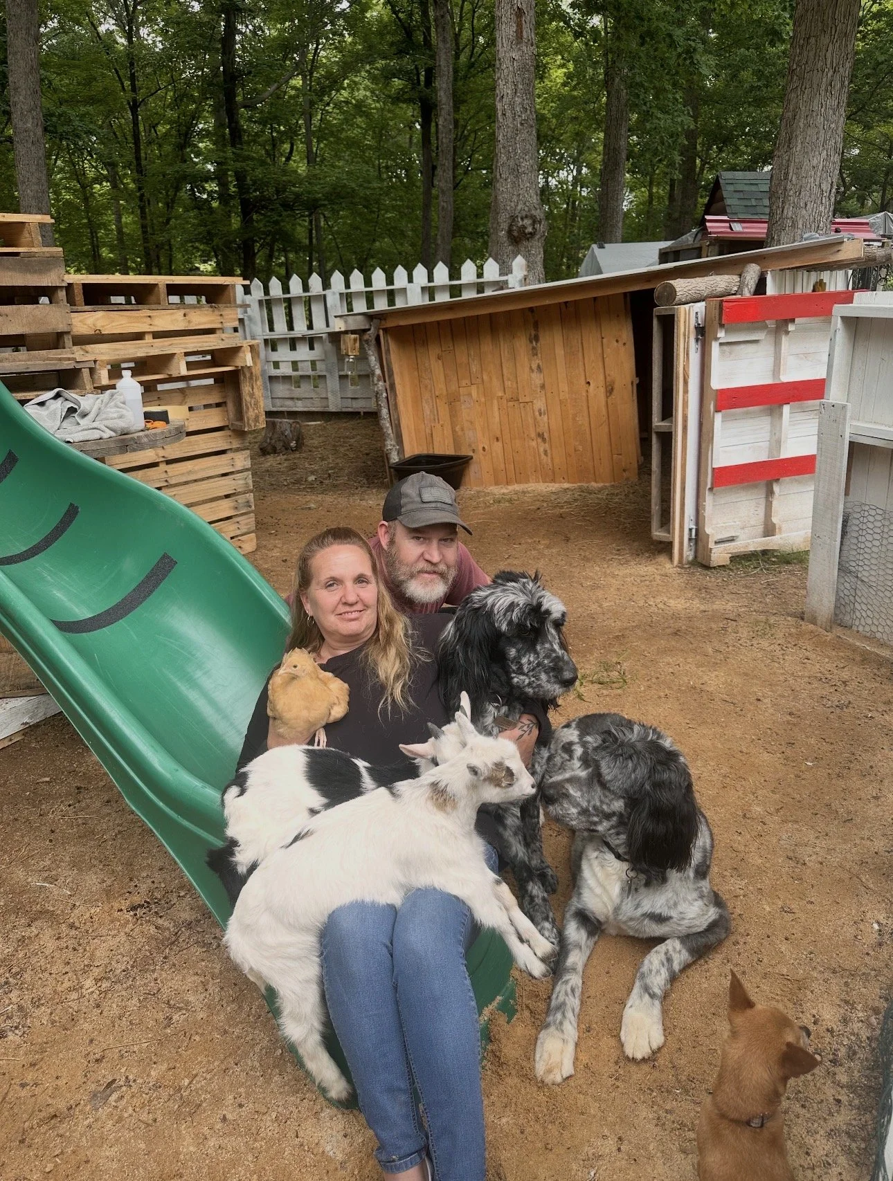A man and woman sitting on a small green slide in a fenced backyard surrounded by trees, with six dogs of various breeds and colors, including black and white, brown, and gray. There are wooden and metal structures in the background.