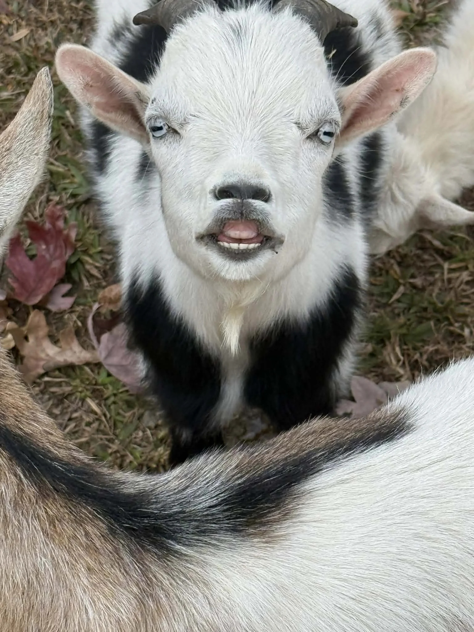 A young goat with white fur and black markings on its face and ears, looking up with its tongue slightly out, surrounded by other goats.
