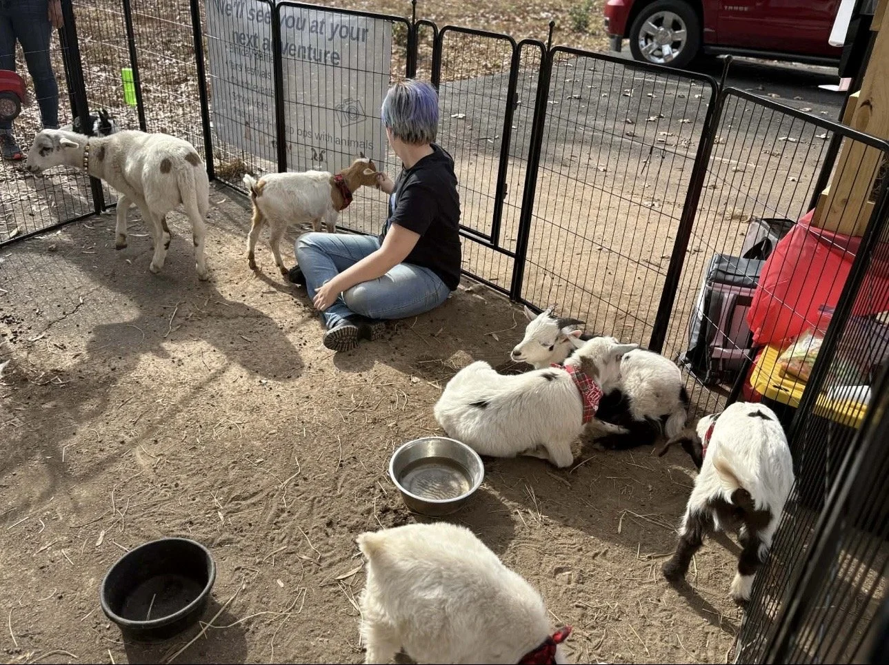 Person with short colorful hair sitting cross-legged inside a small animal enclosure, petting young goats. Several goats are around, some lying down and others standing. The enclosure has a dirt floor, water bowls, and is part of a petting zoo or ani