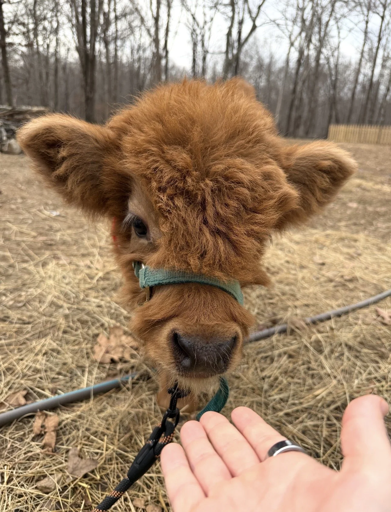 Close-up of a brown Highland cow with a fluffy face and large ears, wearing a halter, outdoors in a wooded area with dry grass on the ground.