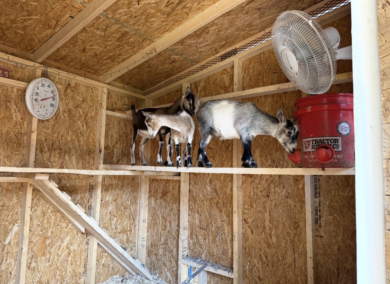 Inside a wooden barn with three goats standing on a platform. One goat is drinking from a red water dispenser on the right. A fan is mounted on the upper right corner, and a temperature gauge is on the left wall.