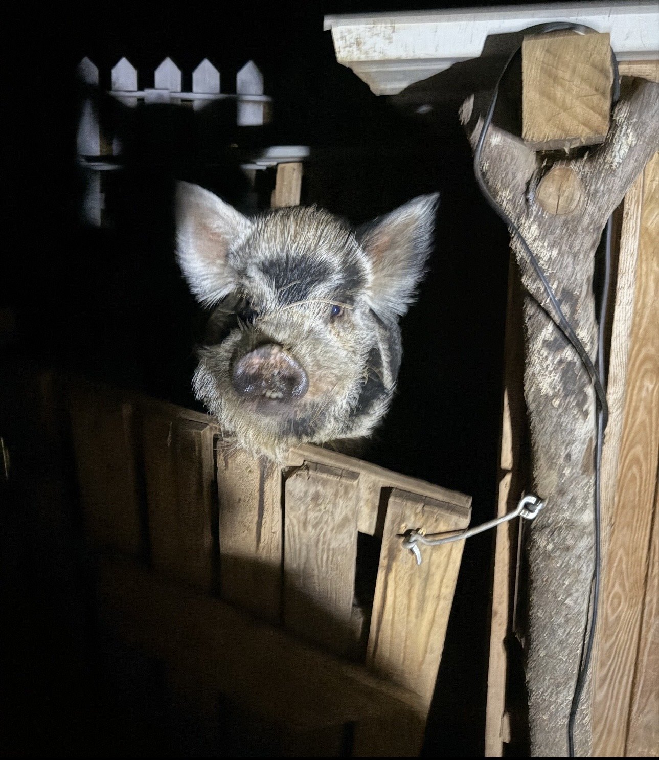 A young pig looking up from a wooden crate in a dimly lit setting.