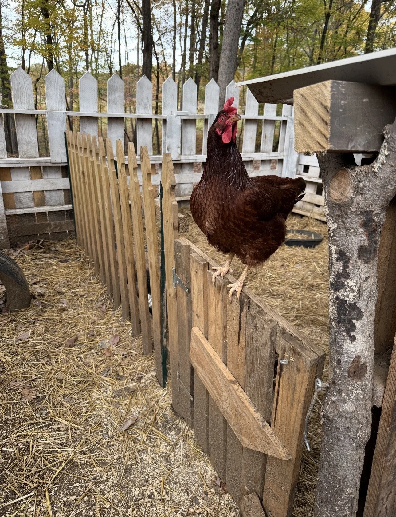A brown chicken standing on a wooden fence inside a chicken coop, with trees and autumn foliage visible in the background.