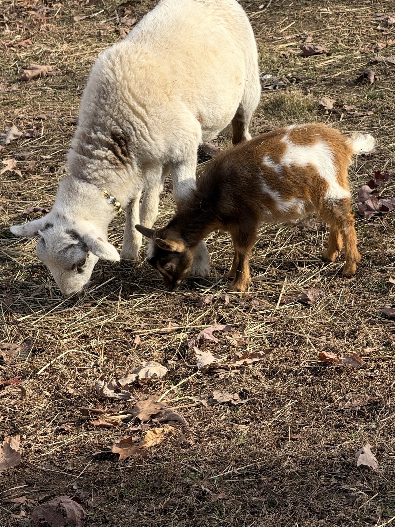 A white sheep and a brown and white goat sniffing the ground together on a dry, leaf-strewn patch of earth.