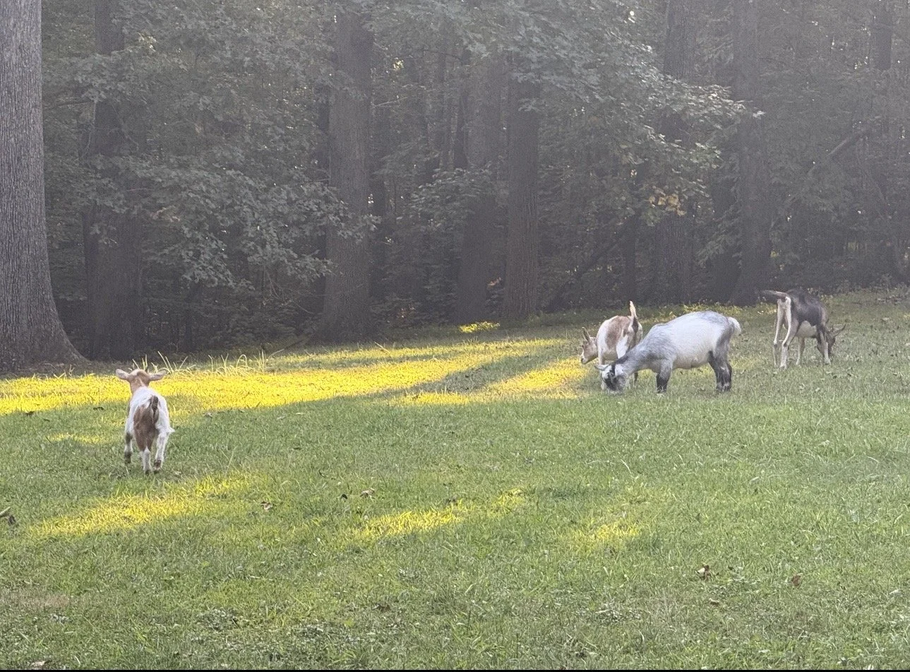 Four goats grazing on a grassy field near a forested area with tall trees, with sunlight casting patches of light on the ground.