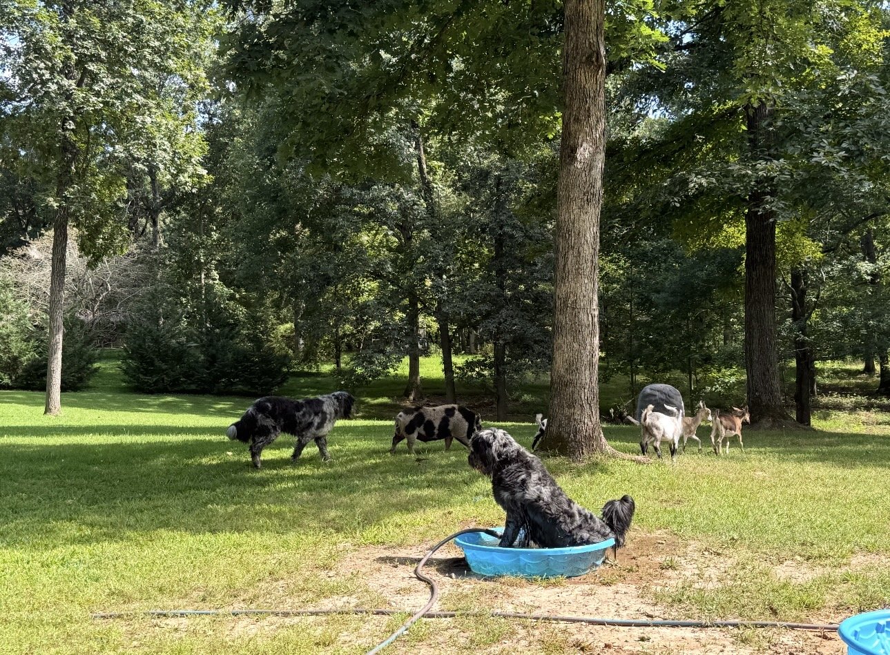 A black and gray dog sitting in a small blue plastic pool with a garden hose, surrounded by trees and goats grazing in a grassy area.