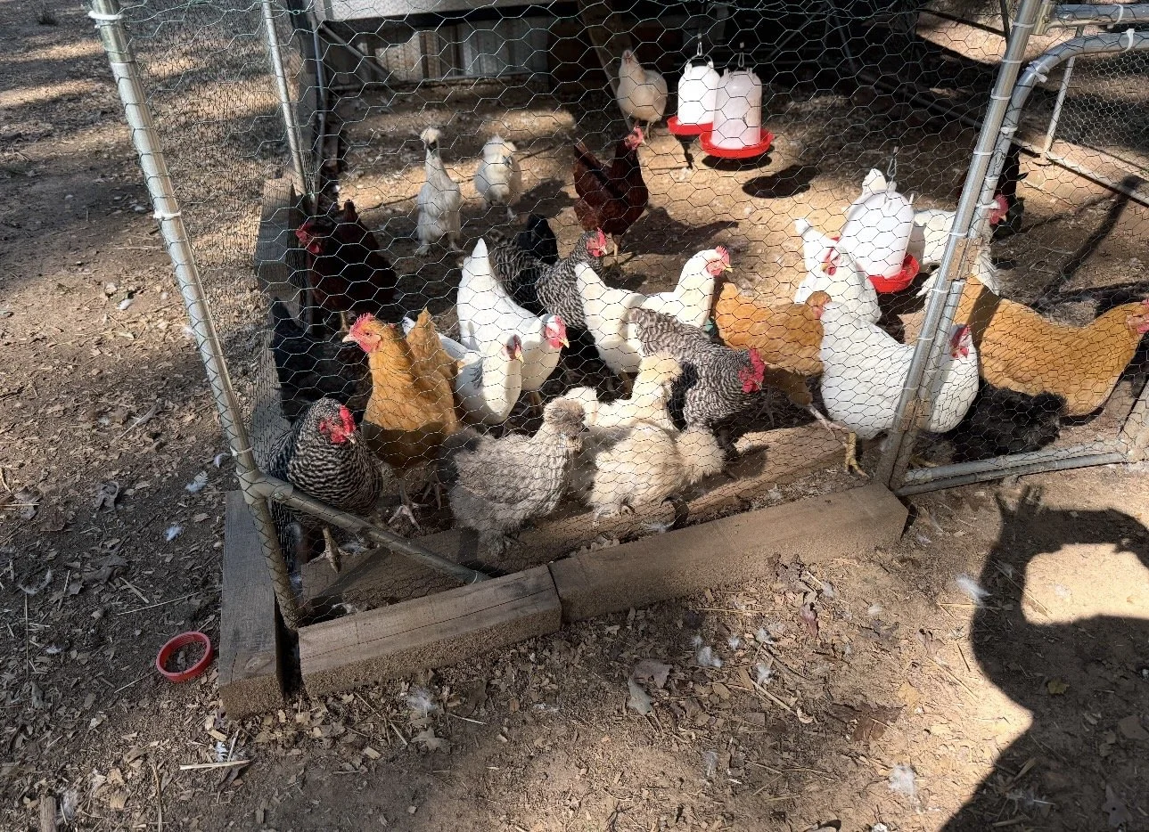 A chicken coop with various chickens and ducks inside, enclosed by chicken wire, with an automatic waterer hanging inside.