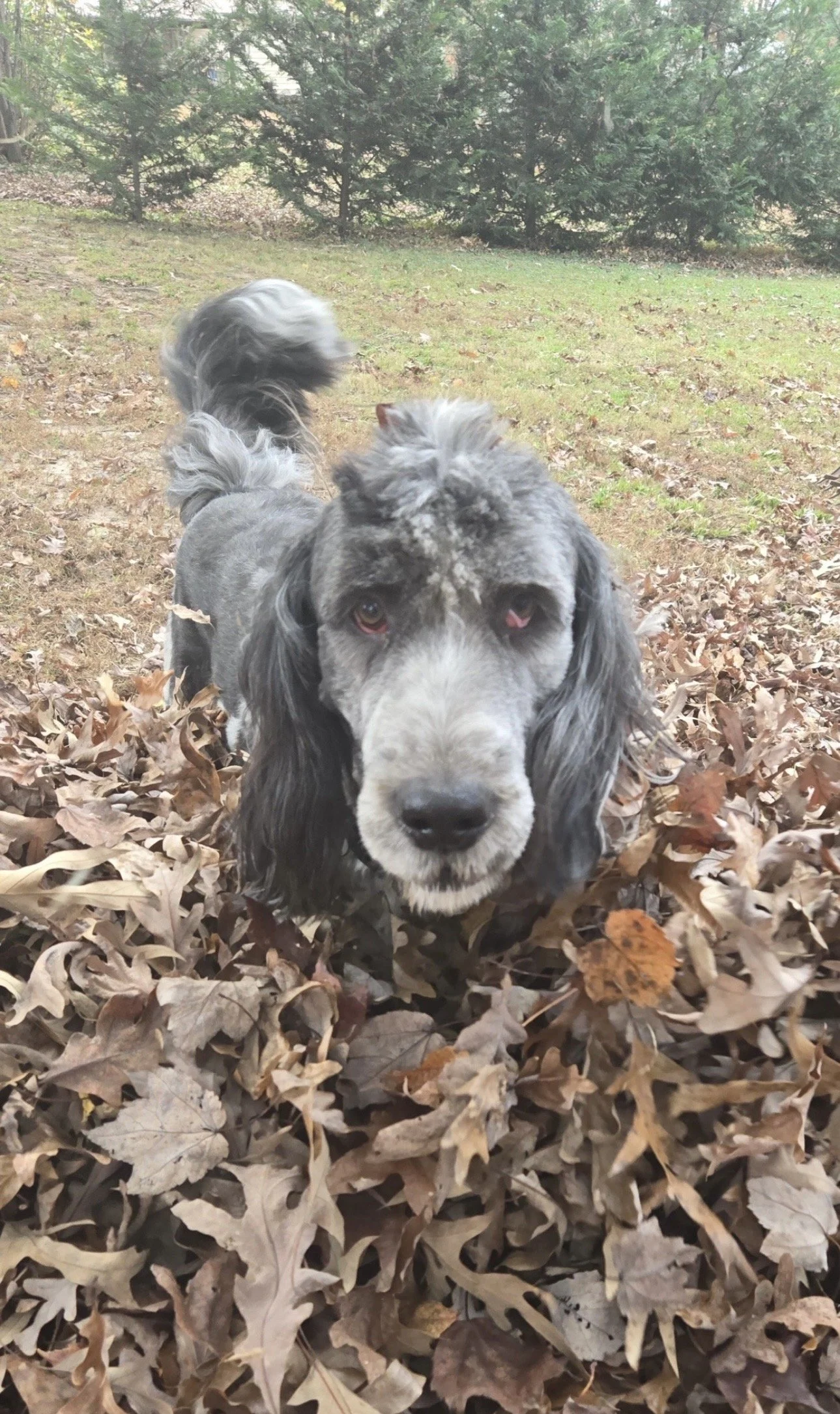 Dog with a gray and black coat, laying in a pile of fallen autumn leaves in a park with trees in the background.