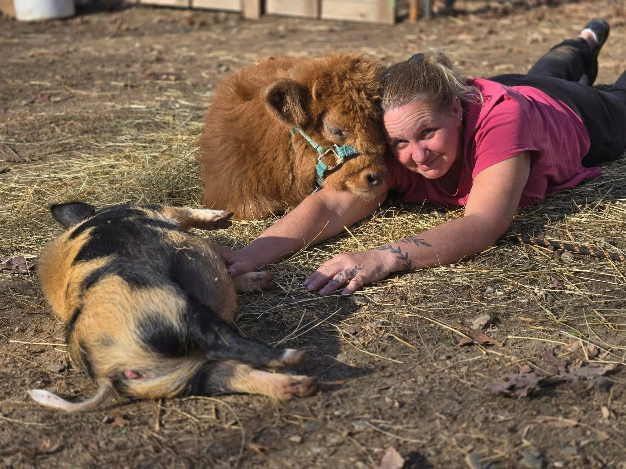 A woman lying on hay-covered ground with two animals: a piglet lying on its side and a brown calf resting its head on her arm. The woman has tattoos on her left arm and is wearing a pink shirt and black pants.
