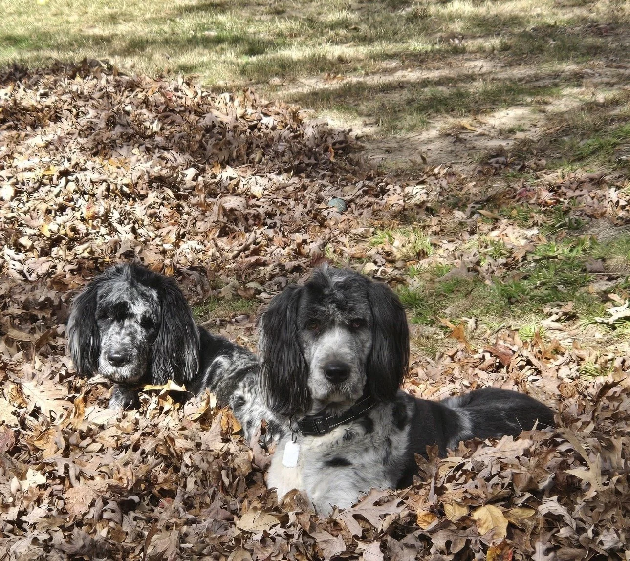 Two black and white English Springer Spaniel dogs lying in a pile of fallen autumn leaves in a park.