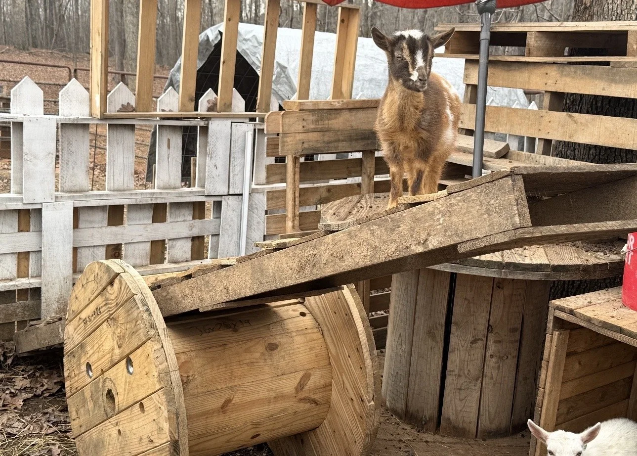 A baby goat stands on a wooden ramp in a makeshift farm enclosure, with wooden pallets, spools, and fencing around.