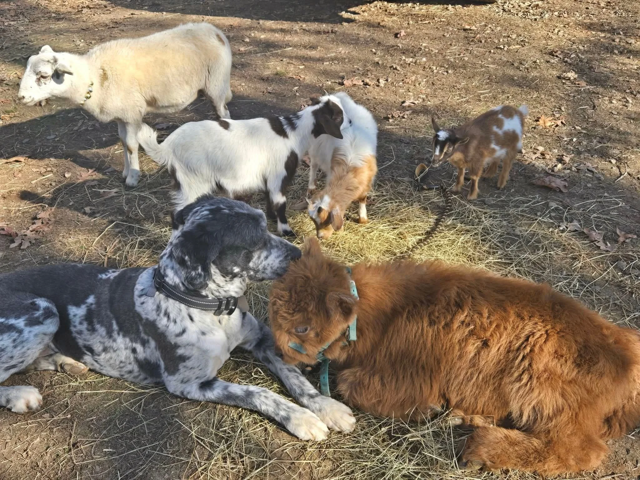 A group of farm animals including a black and white dog, a red and brown dog, a llama, a goat, and a small brown and white goat, gathered around a patch of hay on the ground outdoors.