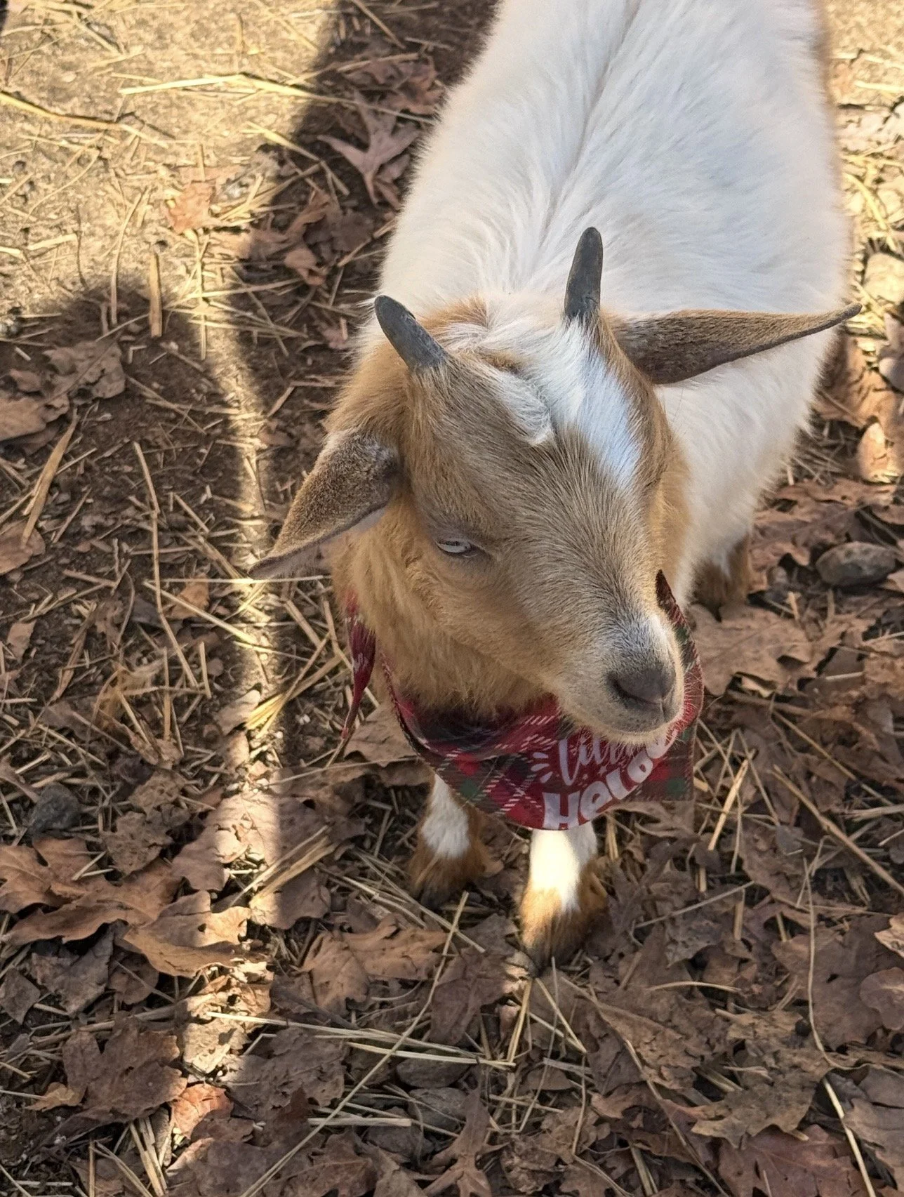 Small goat with two horns wearing a red bandana standing on dry leaves and twigs.